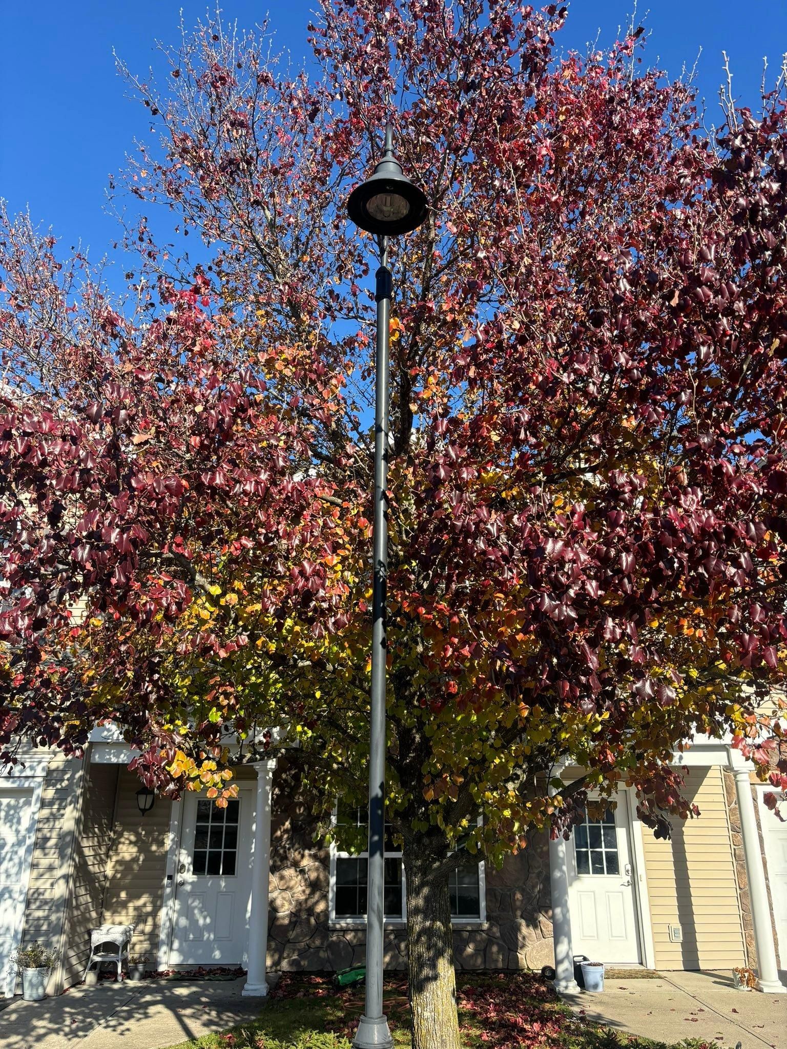  for T's Trees in Albany, NY