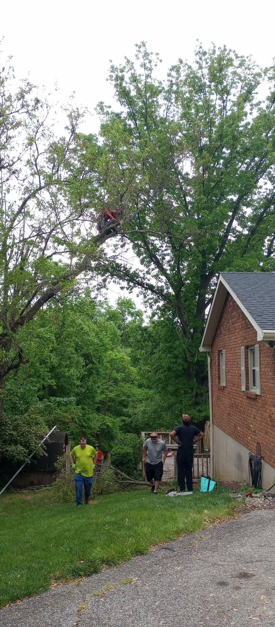  for Kingdom Tree Trimming and Removal LLC in Covington, KY