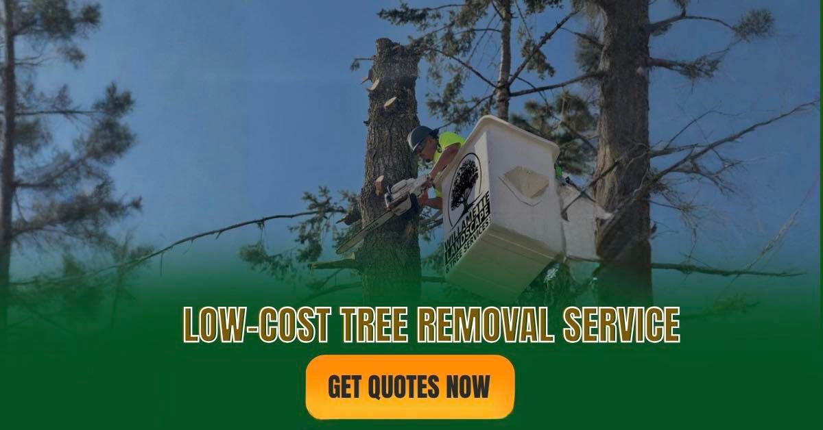  for Willamette Landscaping and Tree Services in Albany, OR