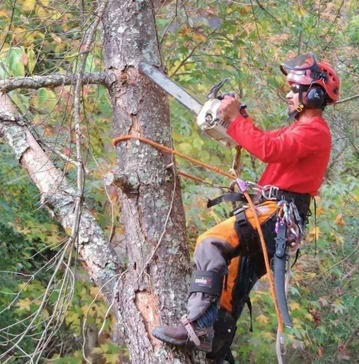  for Professional Tree Service USA in Chattanooga, TN