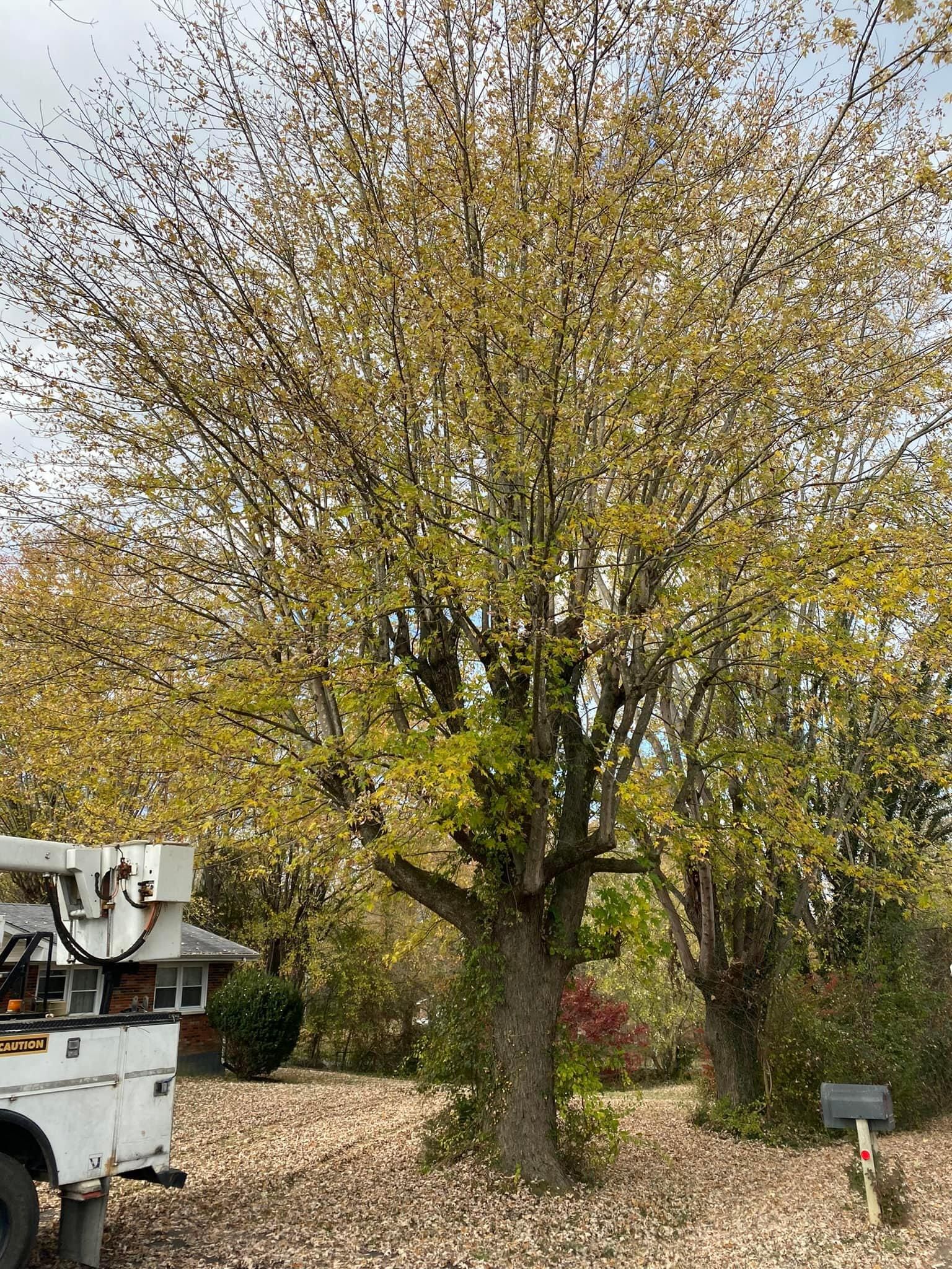 Fall and Spring Clean Up for Atwood’s Tree Care in Liberty,  KY