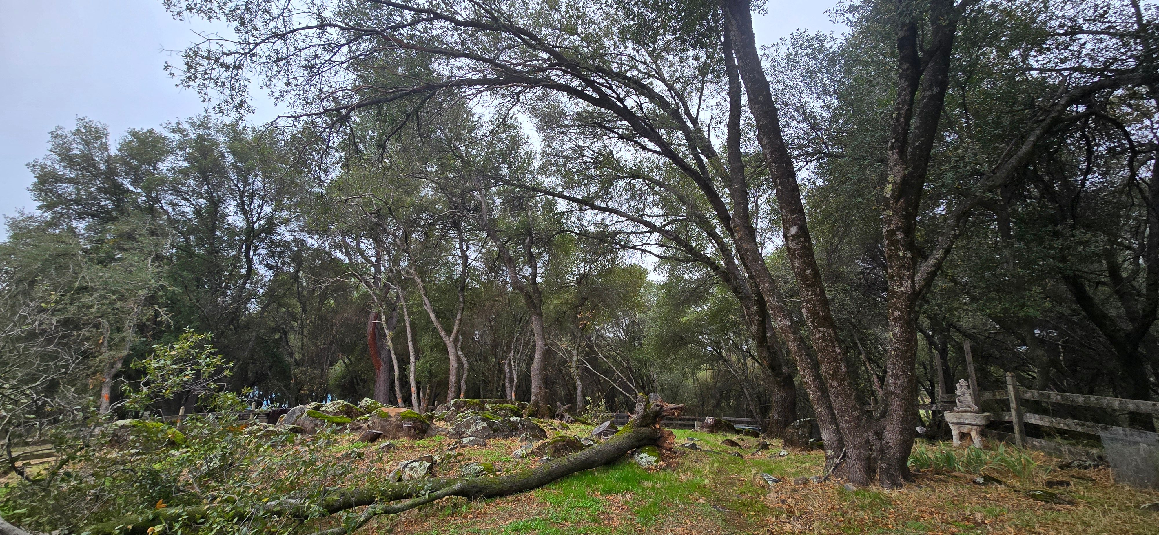  for George Staddan's Professional Tree Care in Placerville, CA