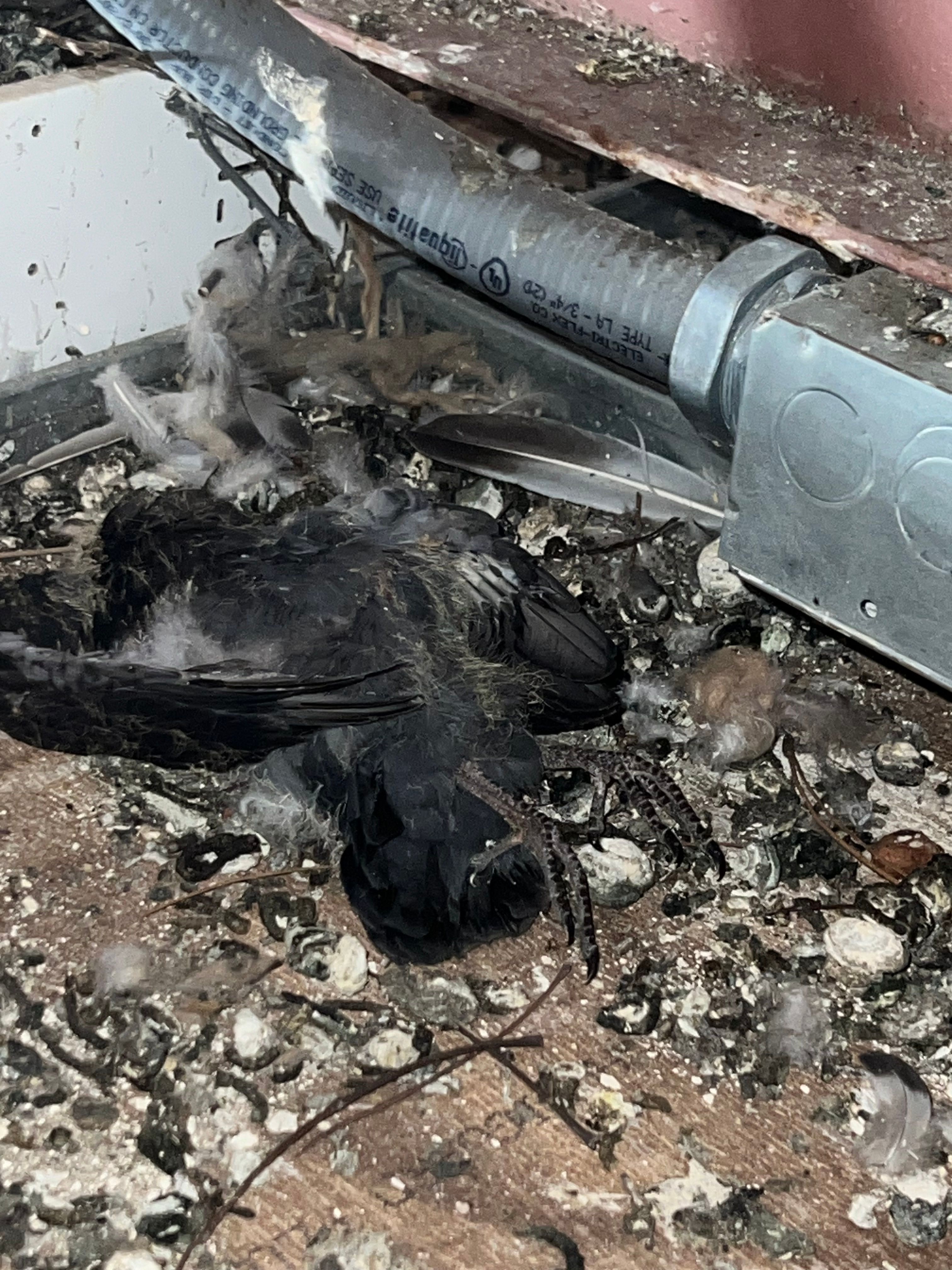  for N&D Restoration Services When Disaster Strikes, We Come In in Cape Coral,  FL