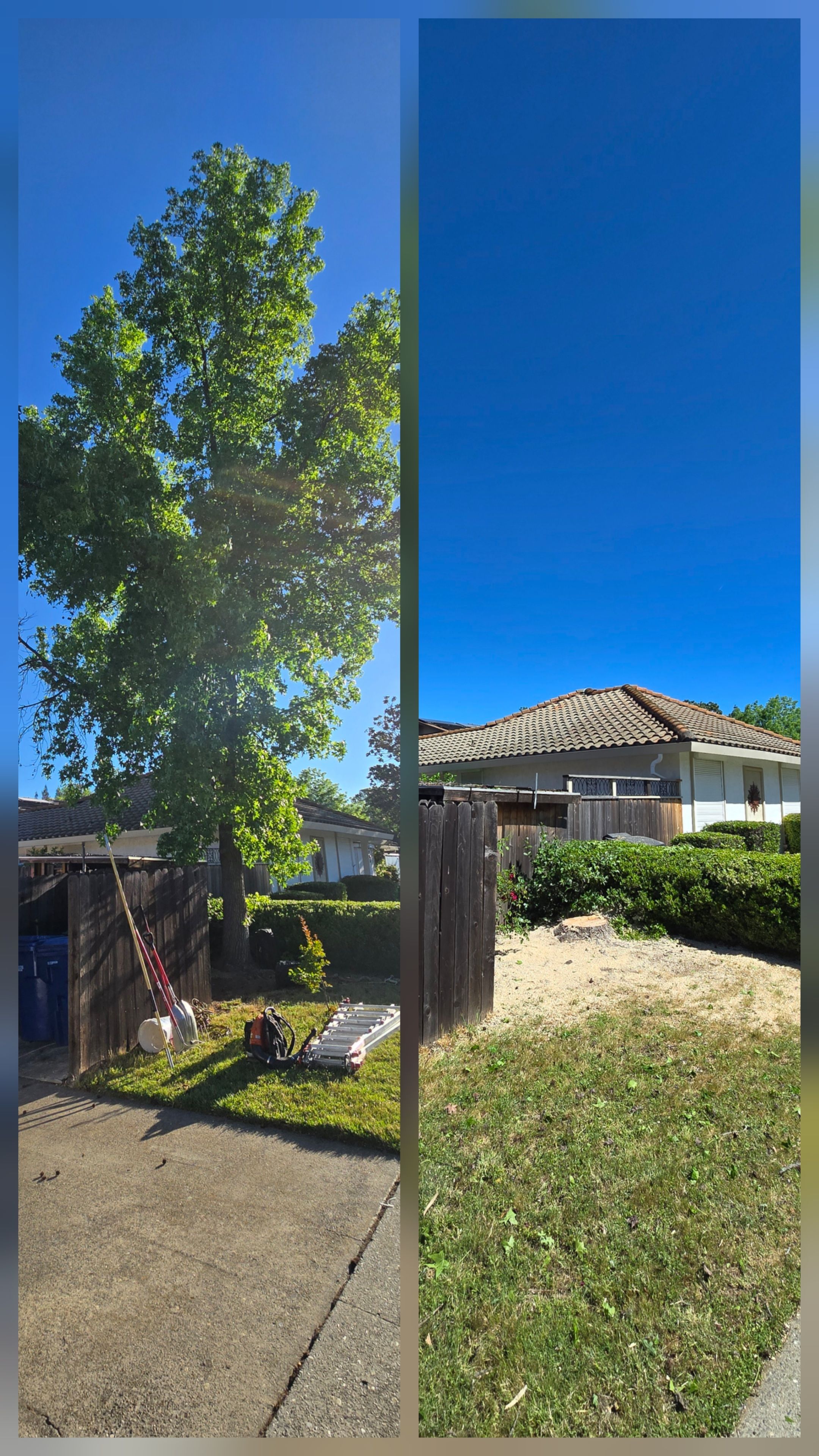  for George Staddan's Professional Tree Care in Placerville, CA