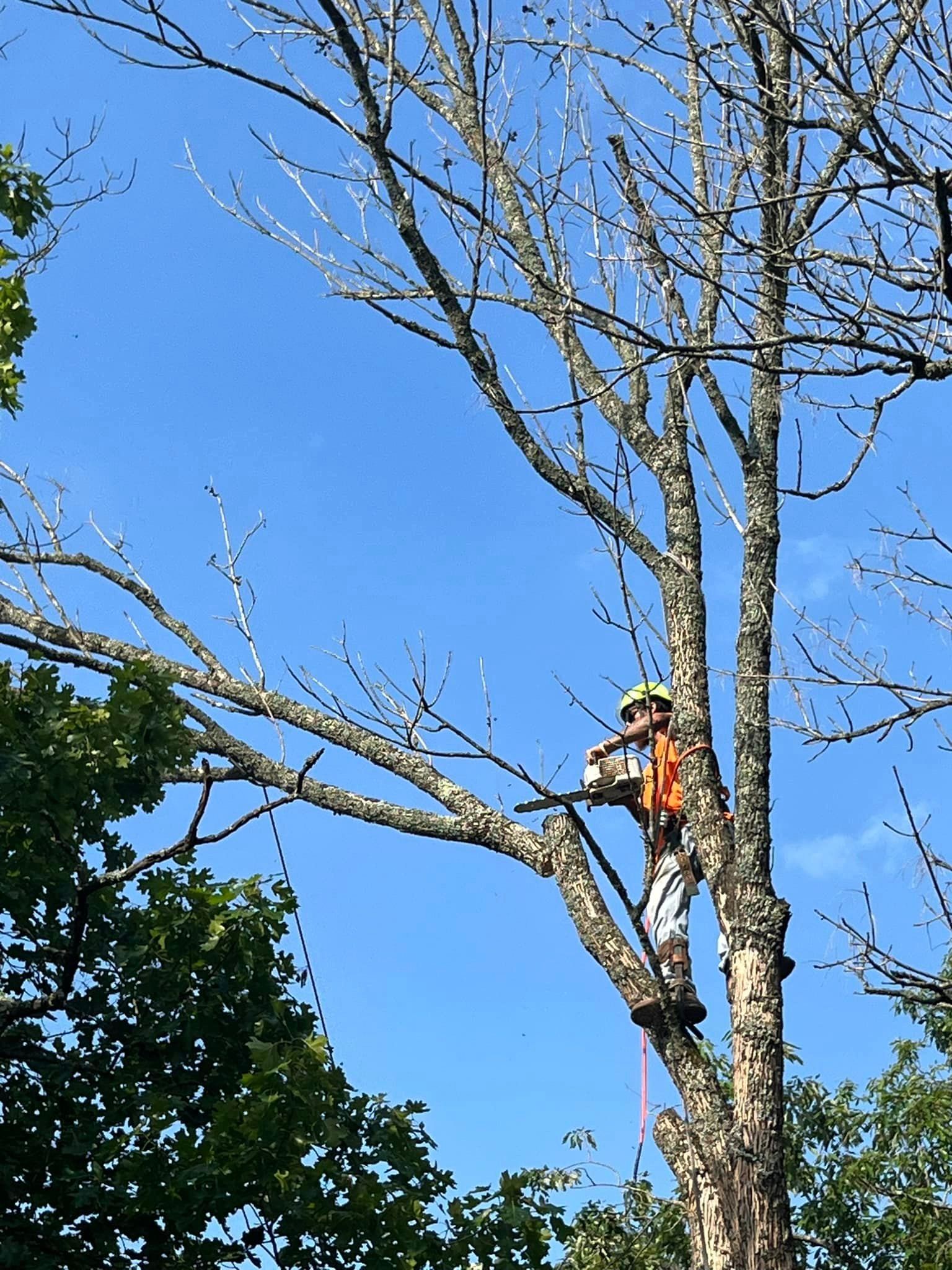  for H n H Tree Service in Taneyville, MO