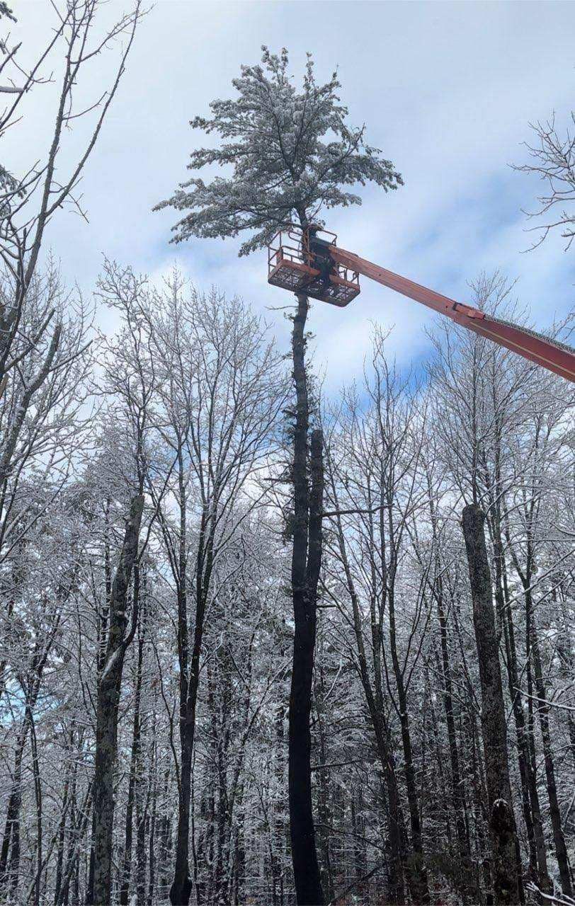  for Blue Ribbon Tree Service in Gilford, NH
