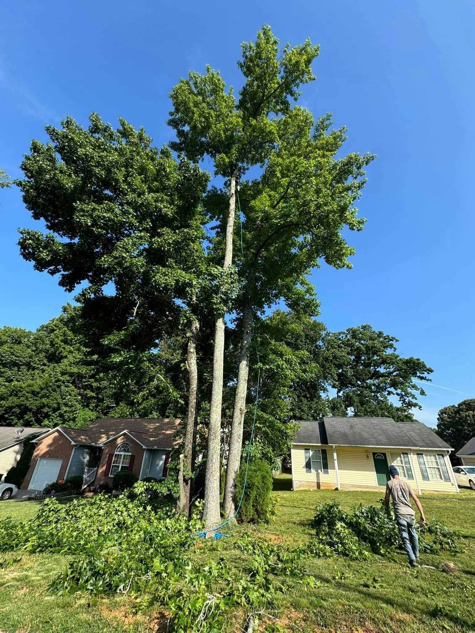  for DW’s Tree Service in Winston-Salem, NC