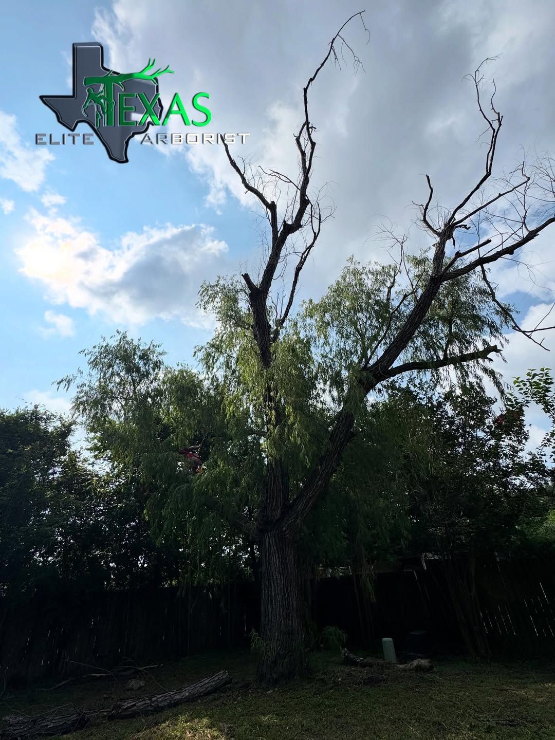  for Texas Elite Arborist in Houston, TX