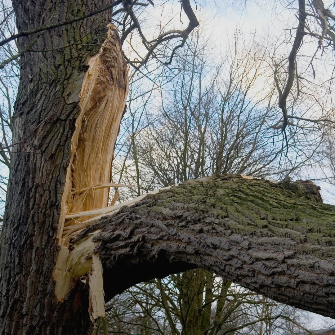  for Oakwood Tree Removal LLC in Oak Creek,  WI