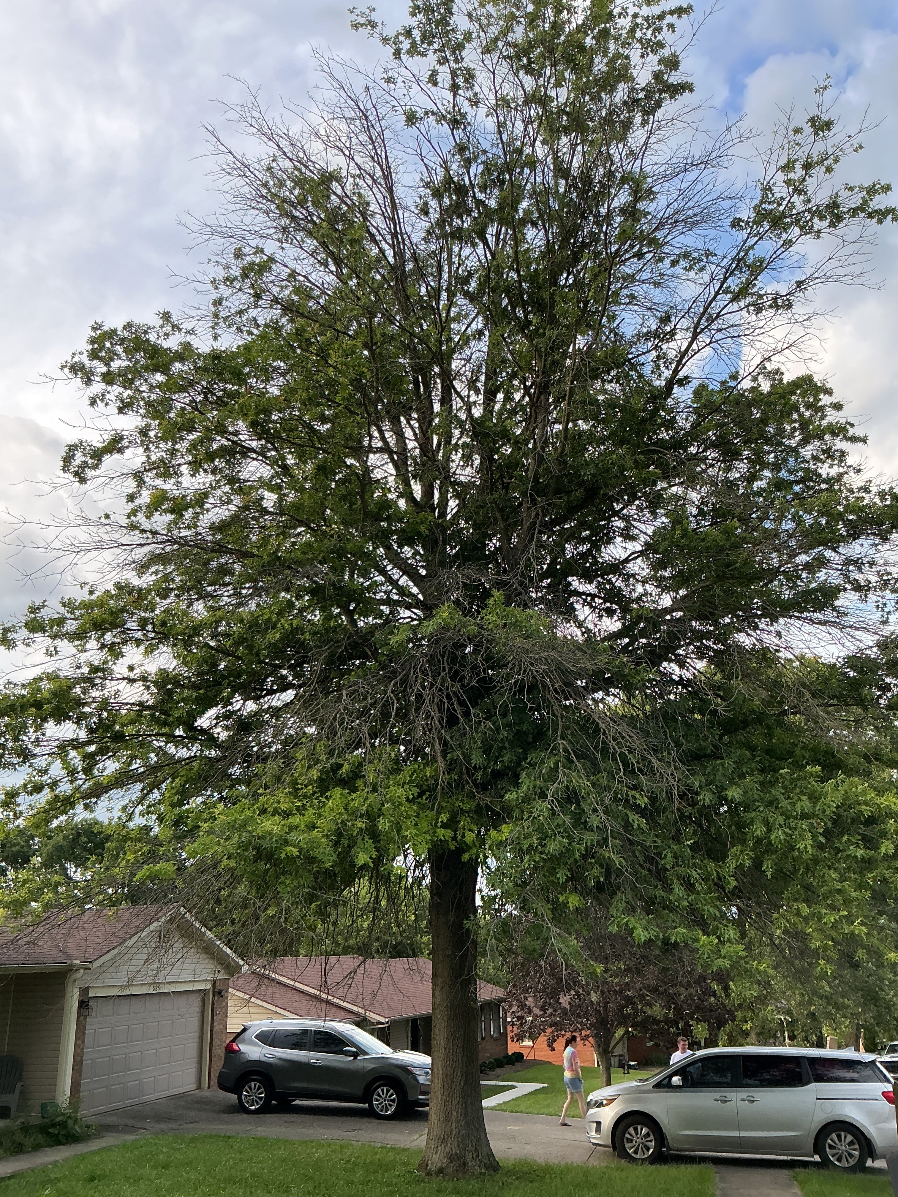 Tree Removal for Houtz Tree Service in Lexington, KY