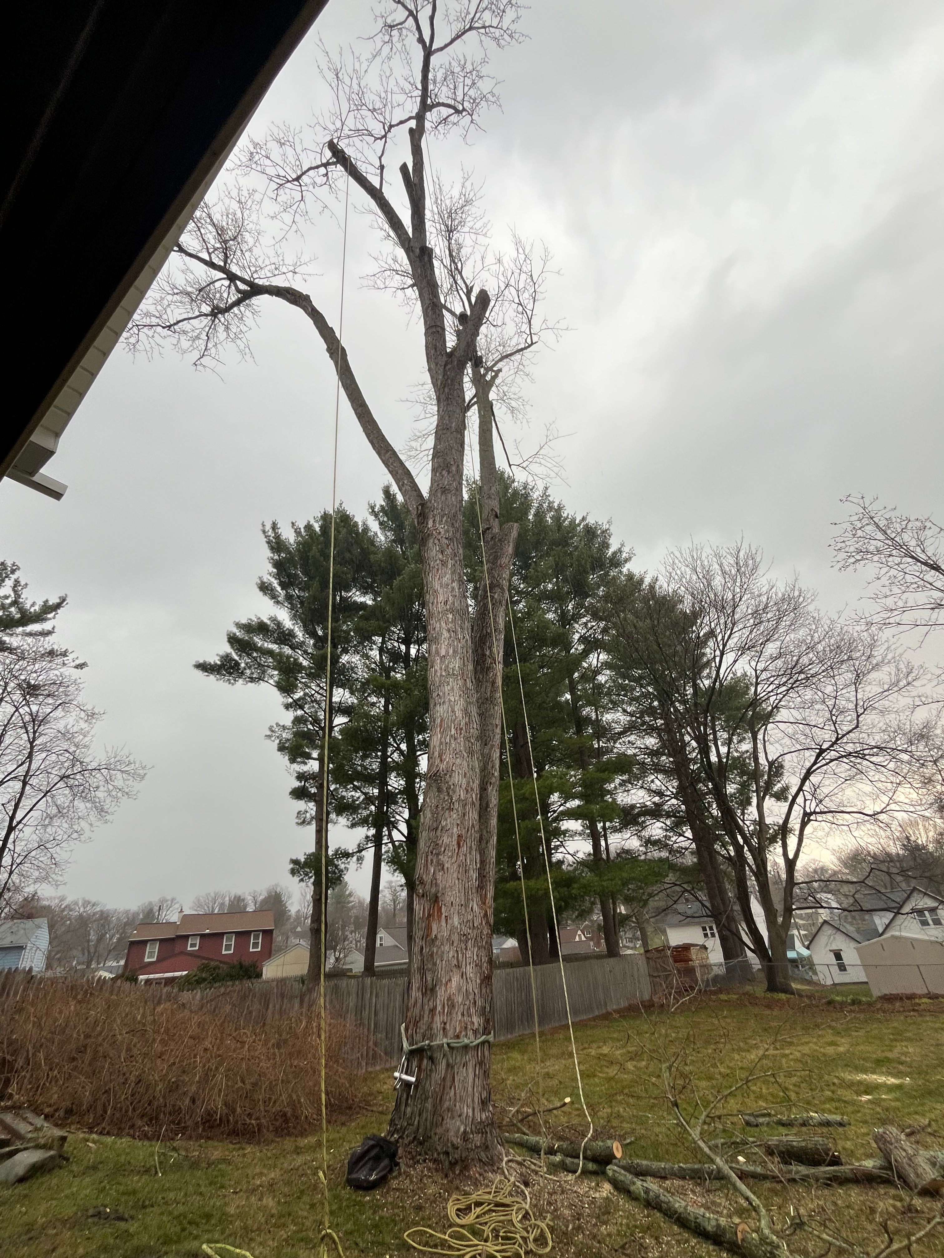 Tree Removal for Licensed to Cut Tree Service in Athens, PA