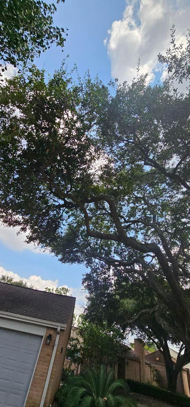  for Servin's Tree Care  in Houston, TX