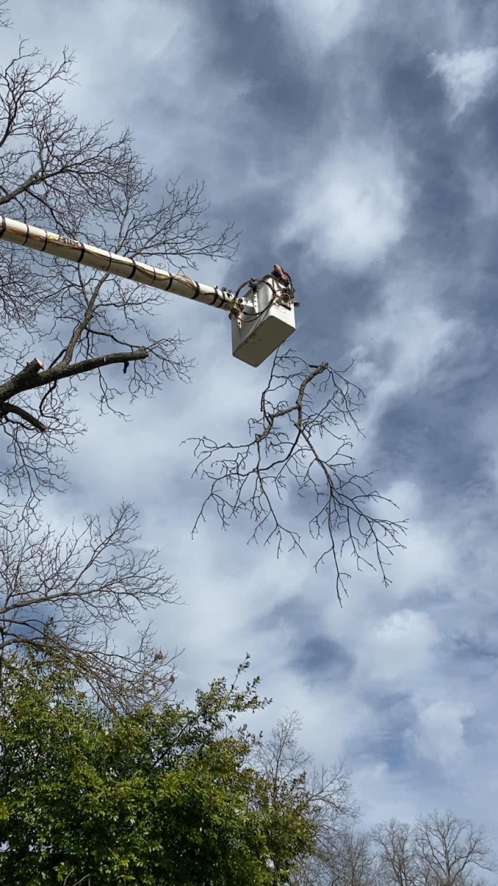  for Jeff’s Tree Service in Southside, AL