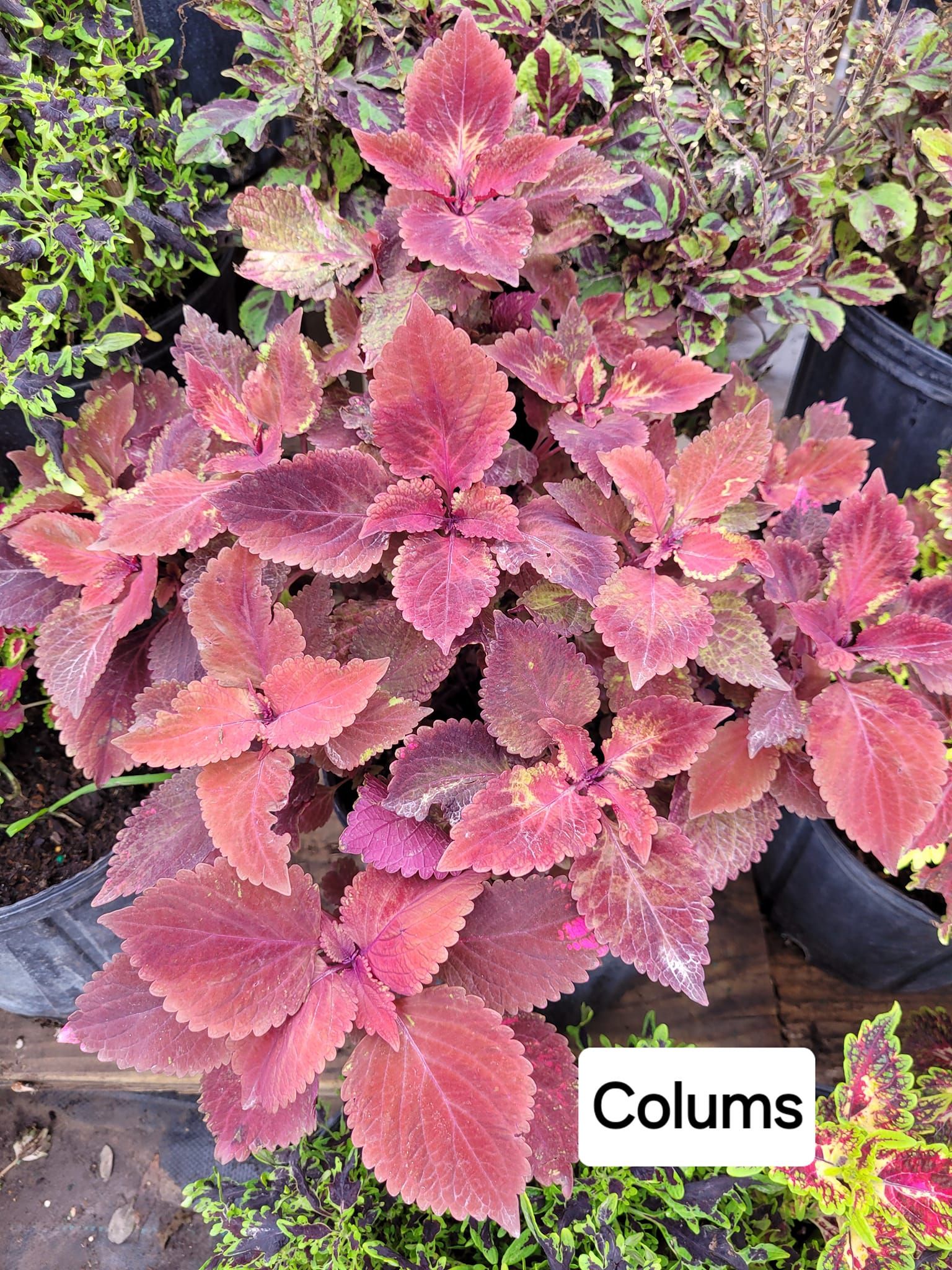  for CRM Palm & Landscaping in Rockport, TX