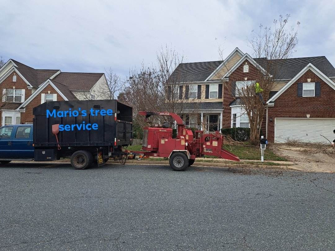 Other Services for Mario's Tree Service in Richmond, VA