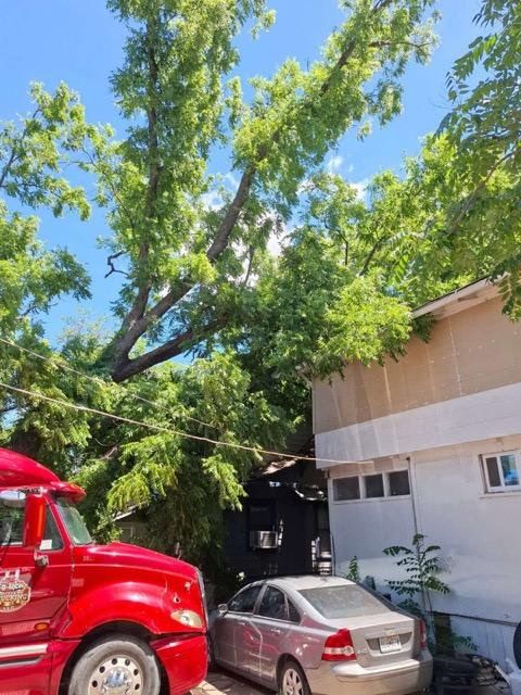  for Mitchell Tree Company in Lathrop, MO