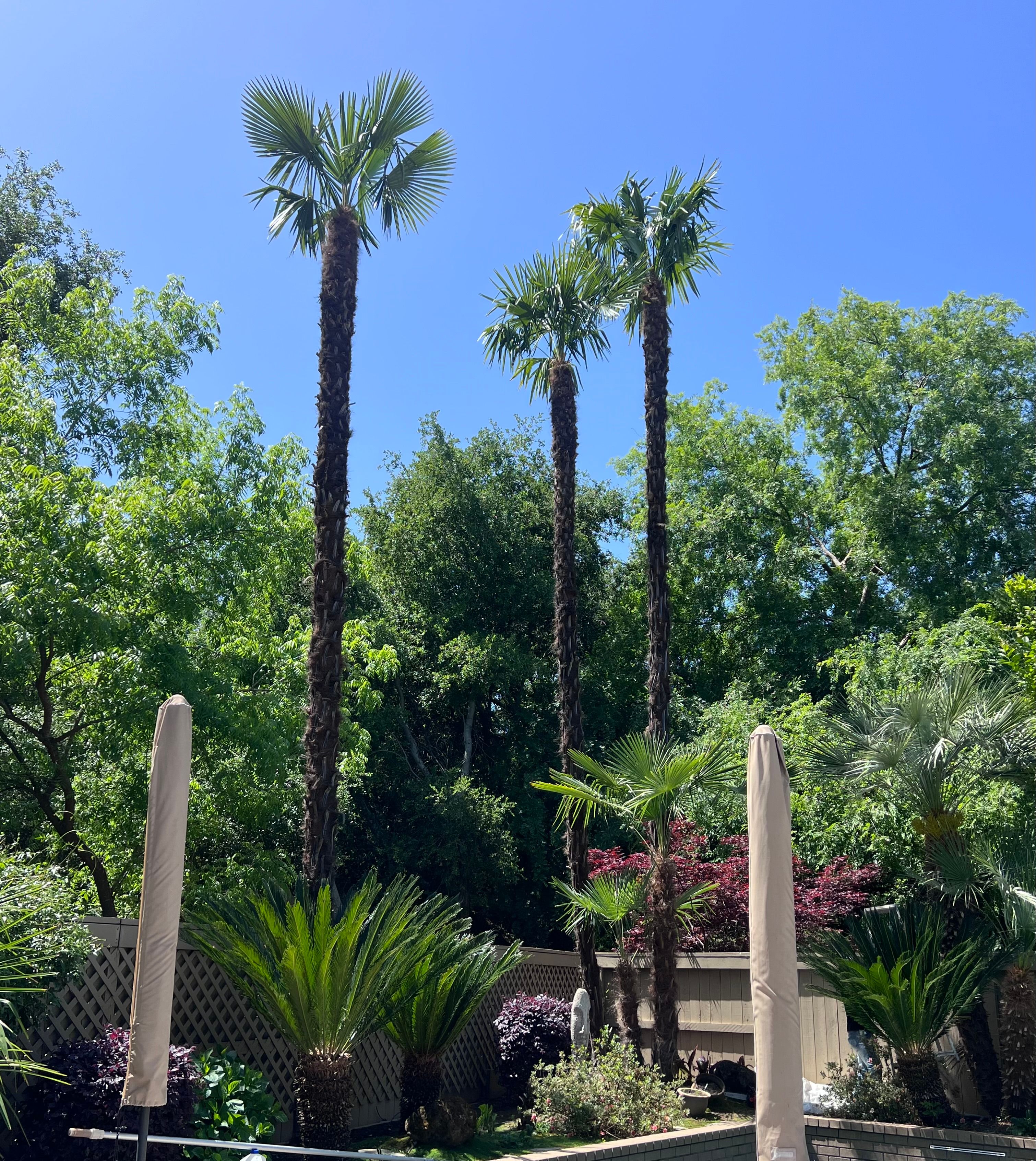 All Photos for Sammy's Tree Services in Rancho Cordova, CA
