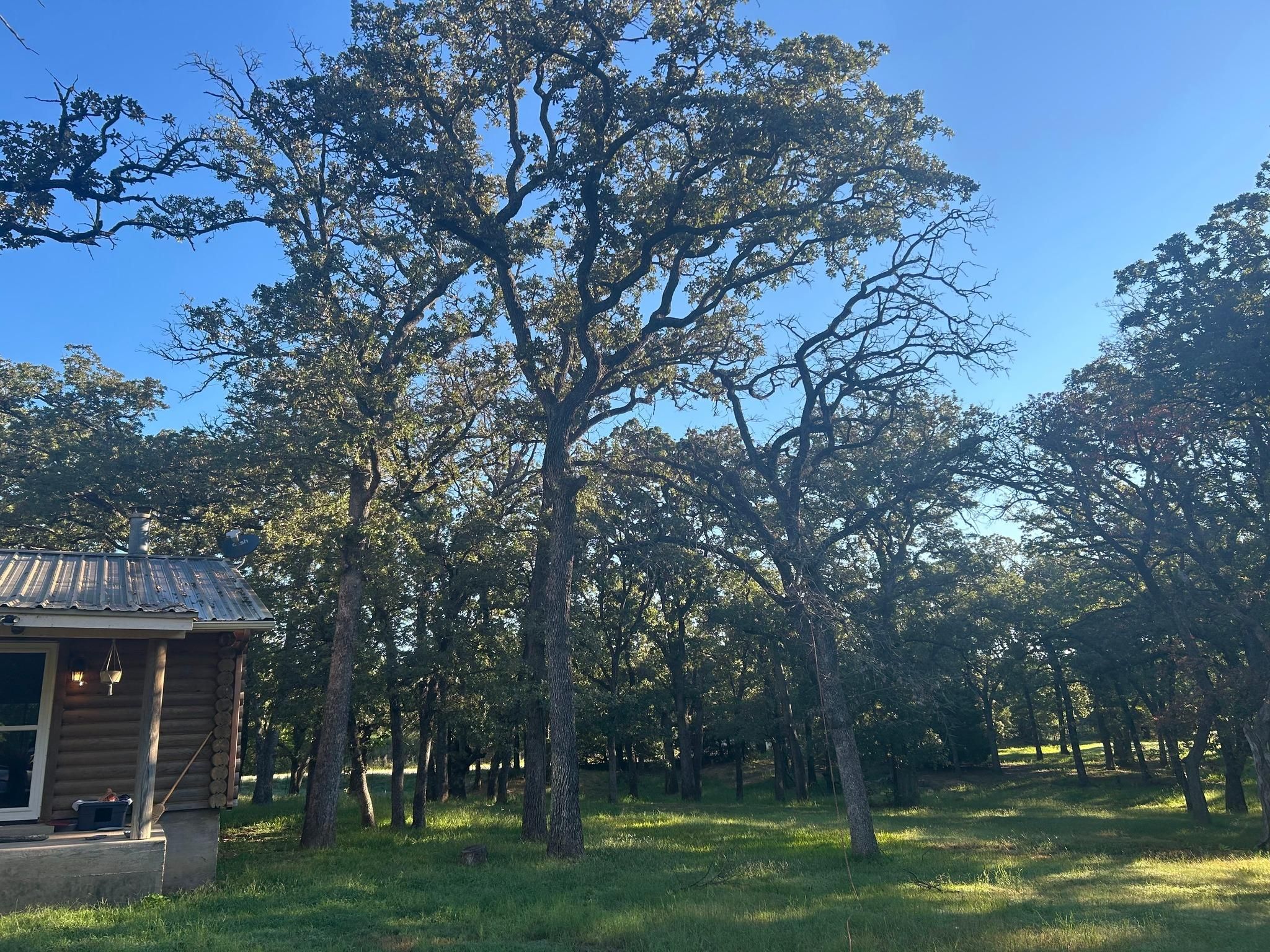  for Marks Tree Service in Fort Worth, TX