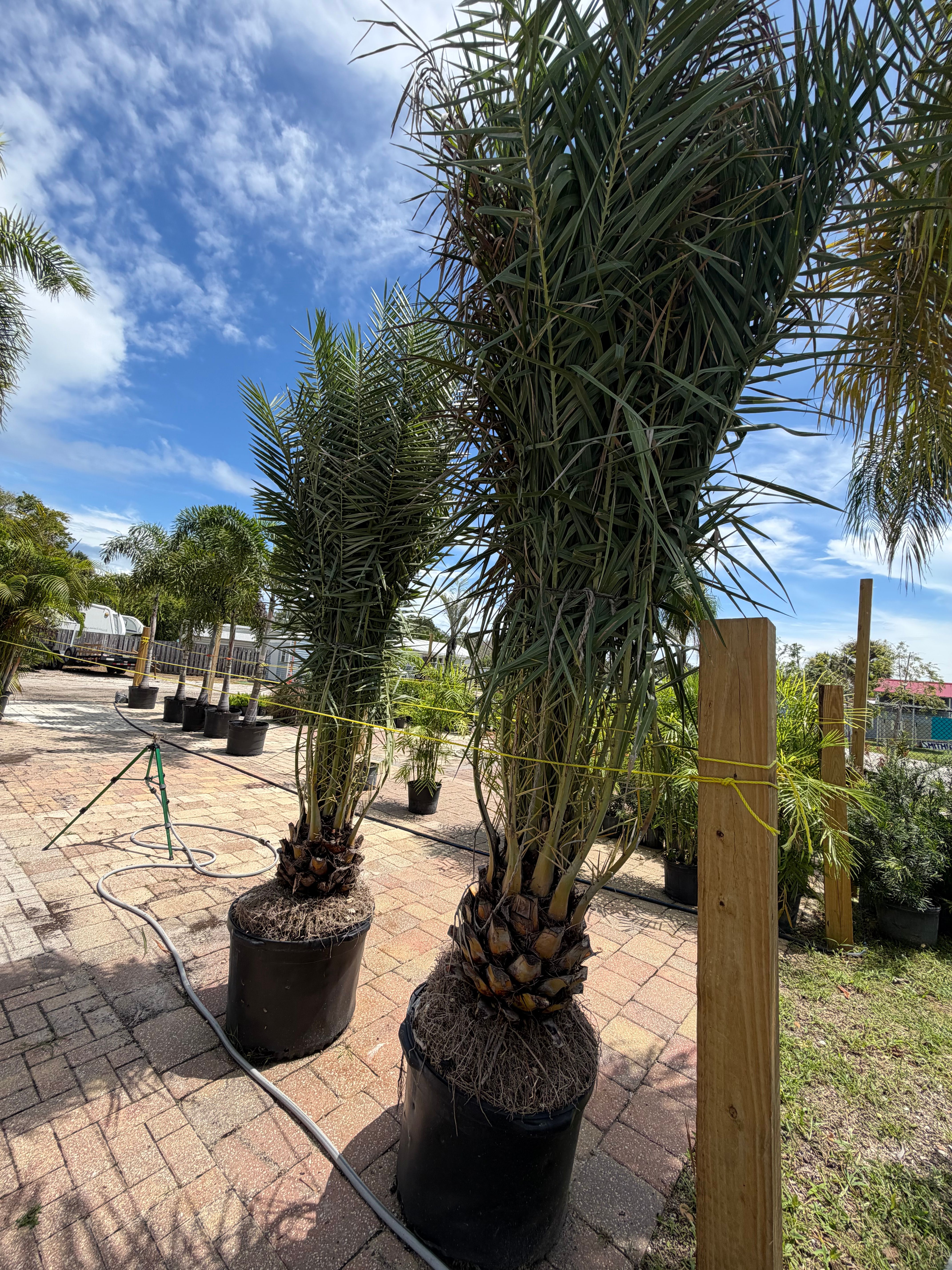  for Vanic's Landscaping in Port Orange, FL