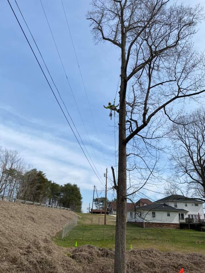  for Timber Ninja Service in Lexington, KY