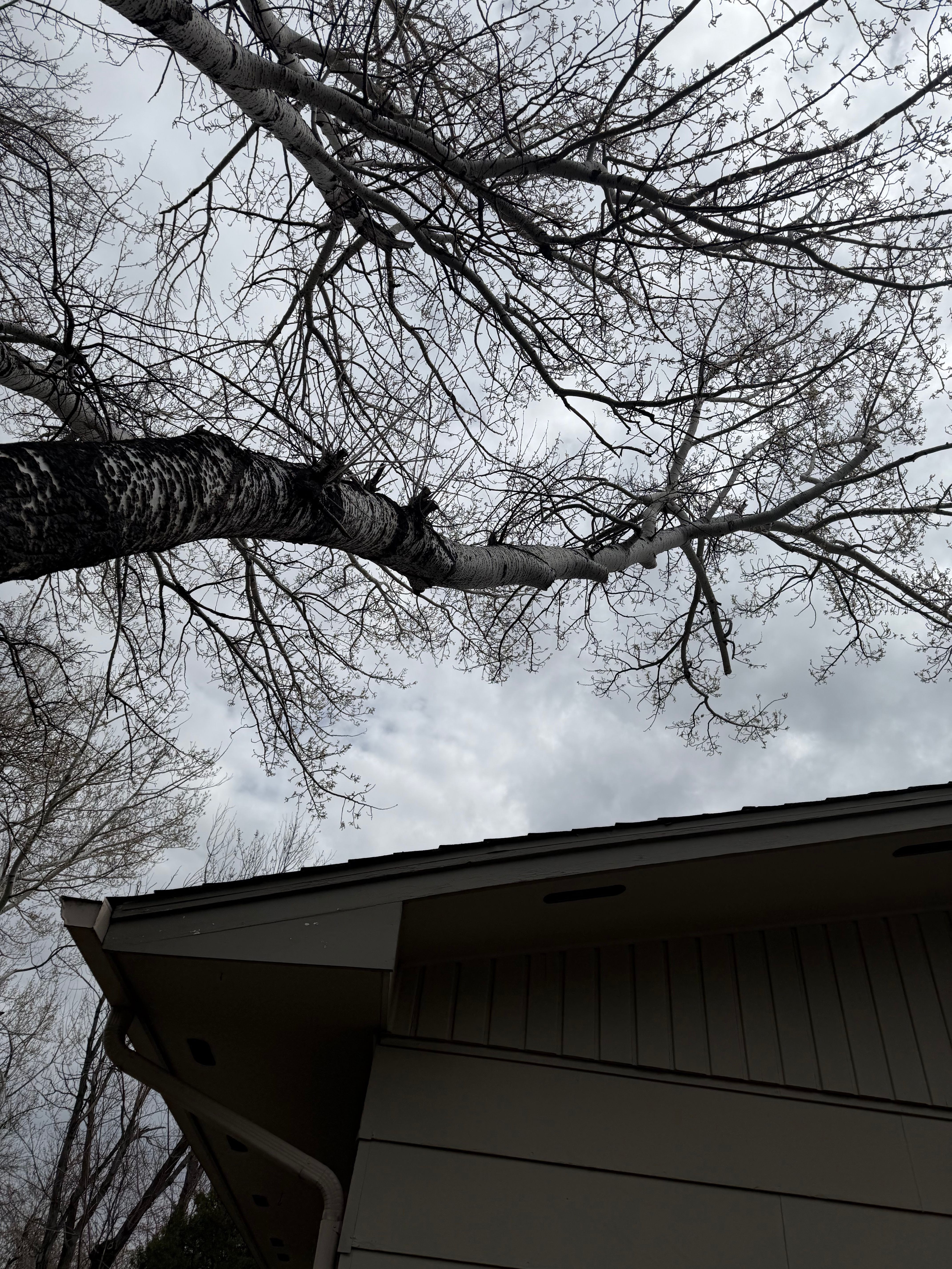  for Elevated Tree Care in Gillette, WY
