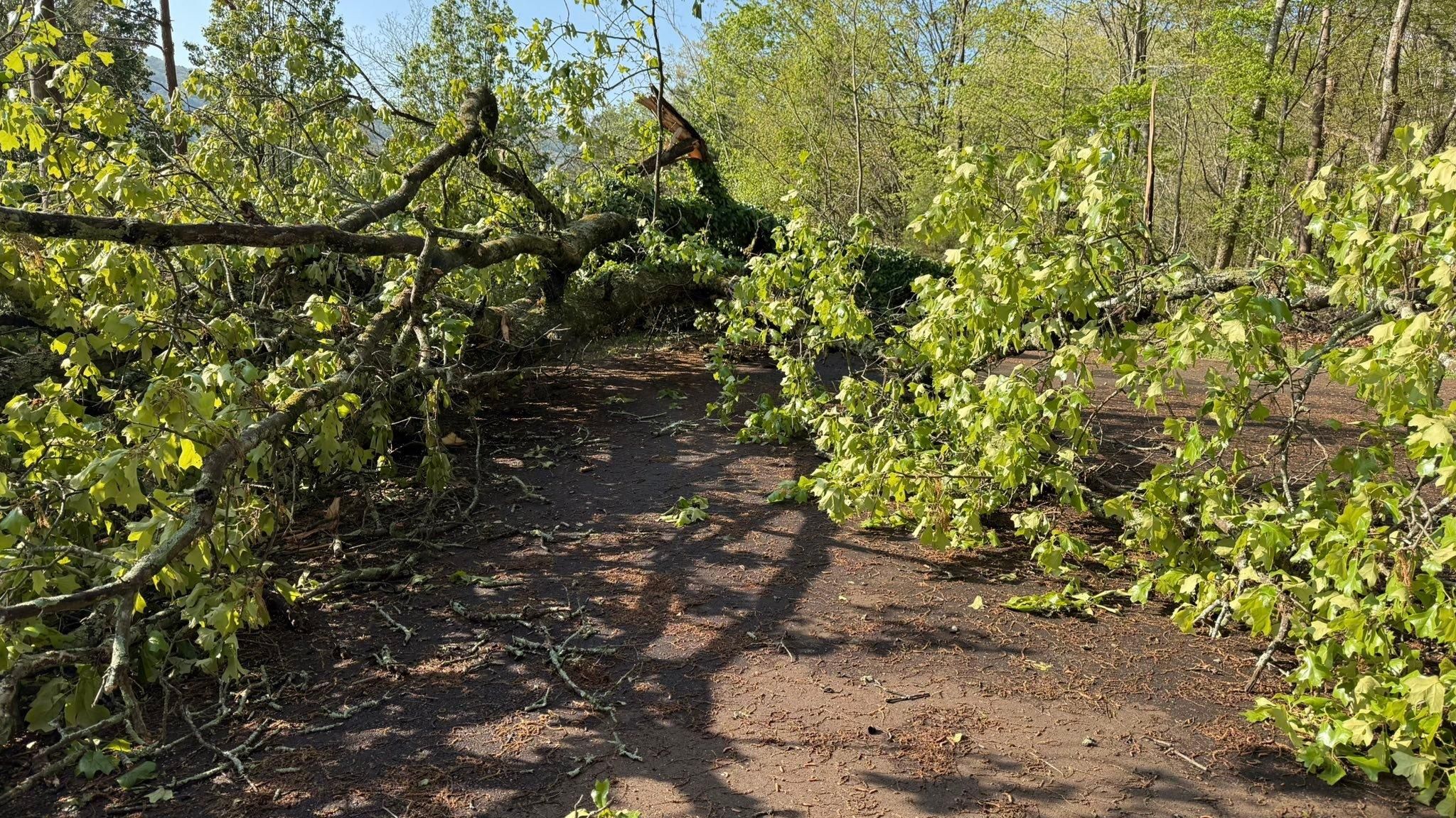  for Chipper's Tree Service  in Fort Payne, AL