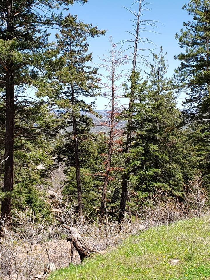 All Photos for Beetle Busters LLC in Centennial, CO