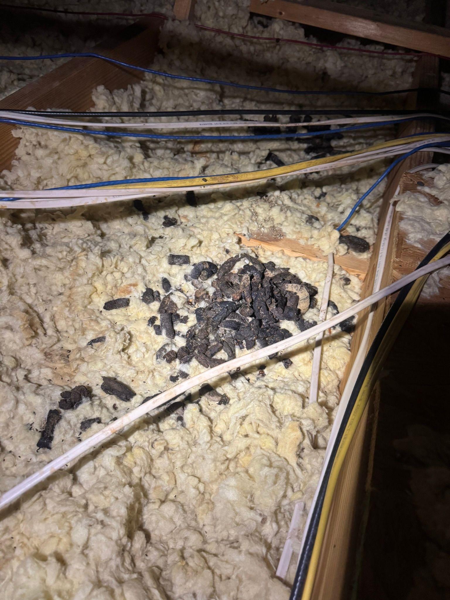 All Photos for The Critter Crew in DFW, TX