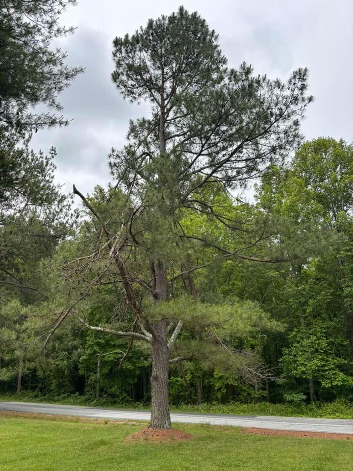  for Ascending Tree Service LLC in Kenbridge, VA