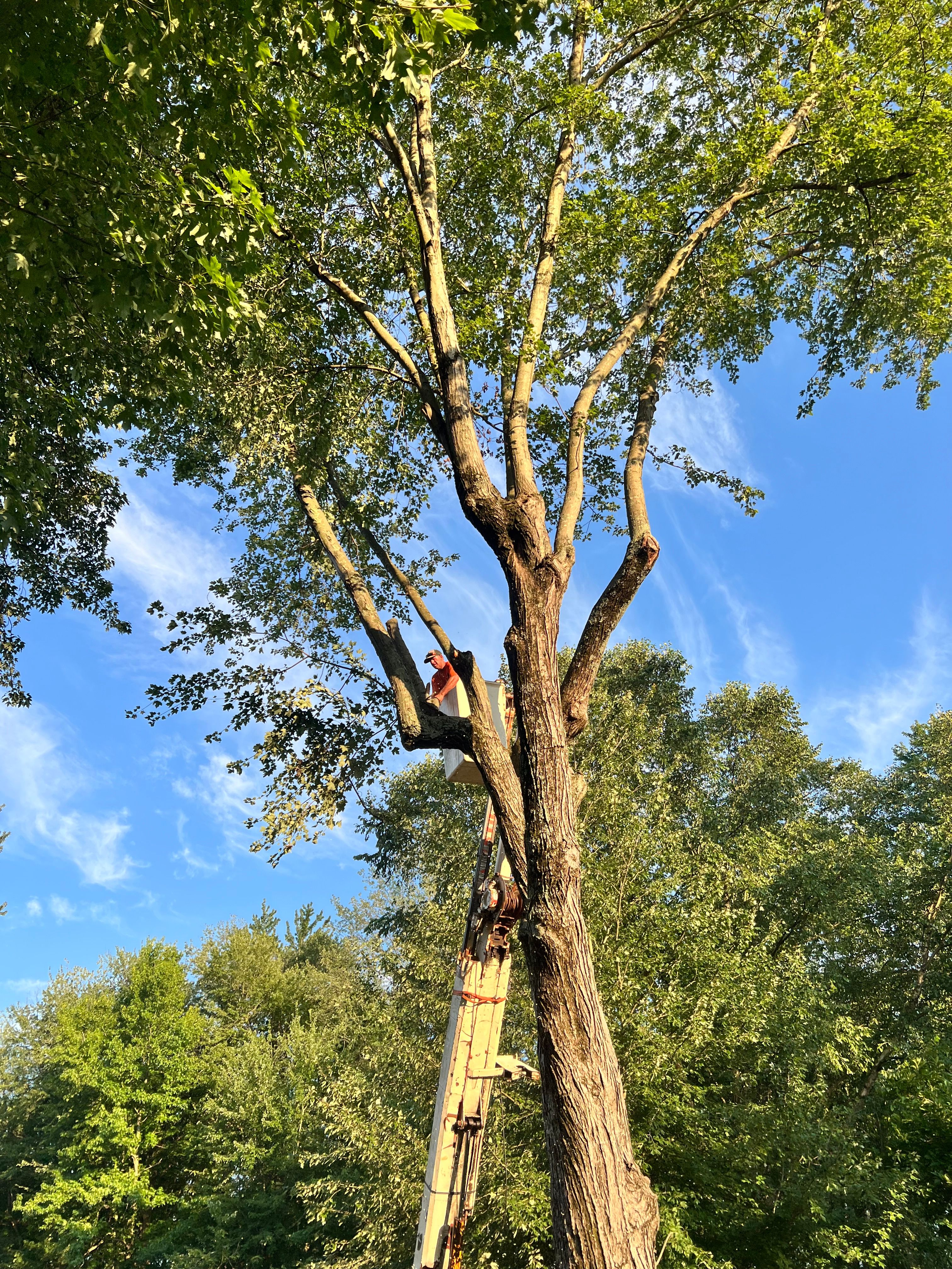 All Photos for Kadin’s Tree Service in North Vernon, IN
