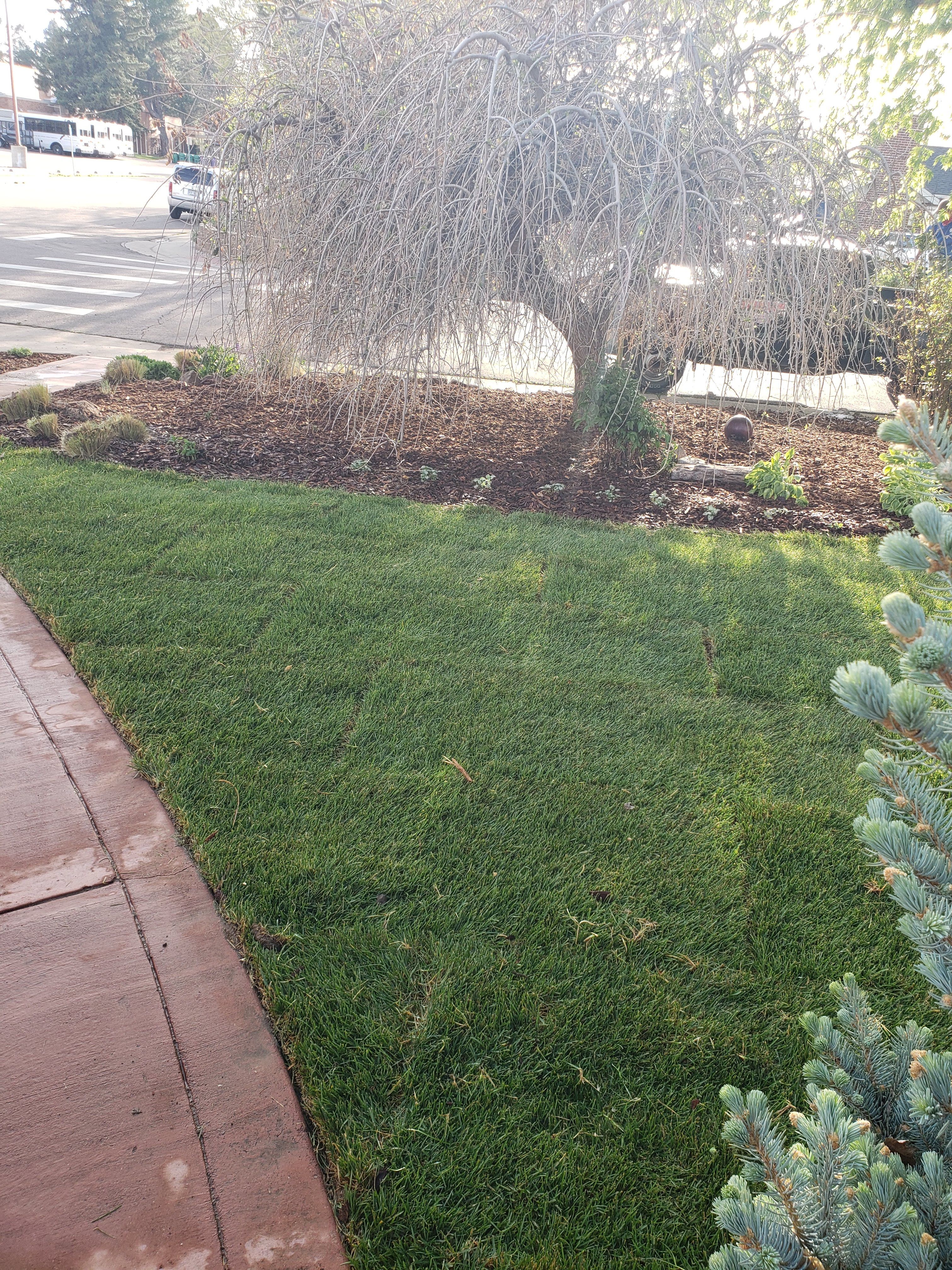  for JS Landscaping Colorado in Denver, CO