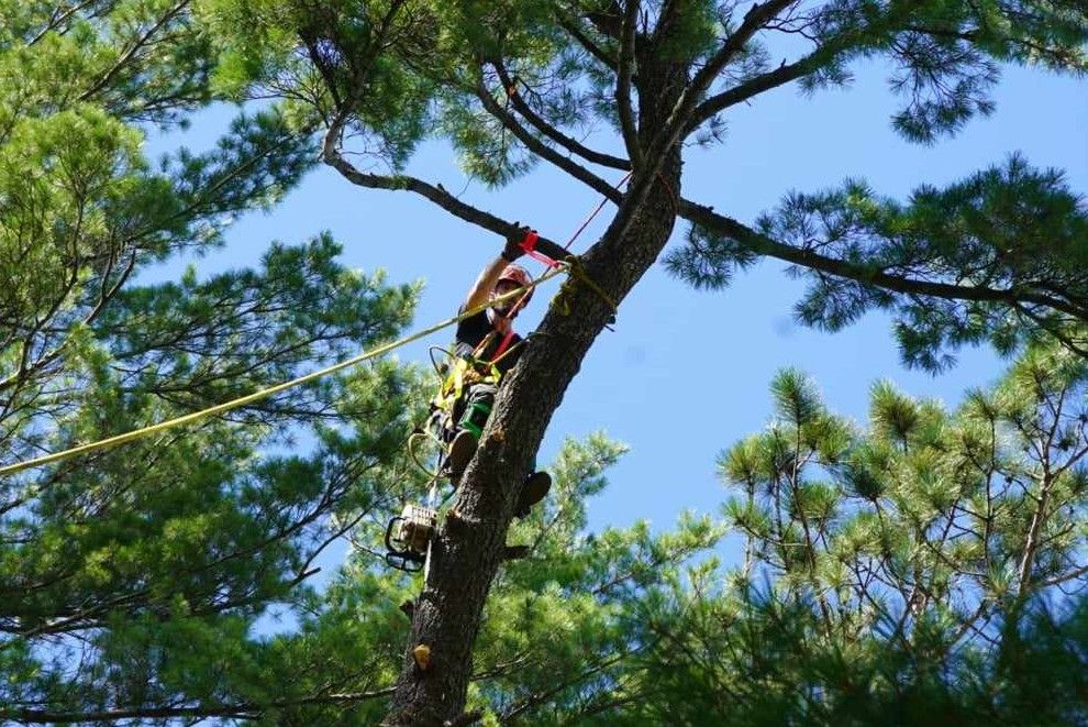  for Dan's Tree Service LLC in Bemidji, MN