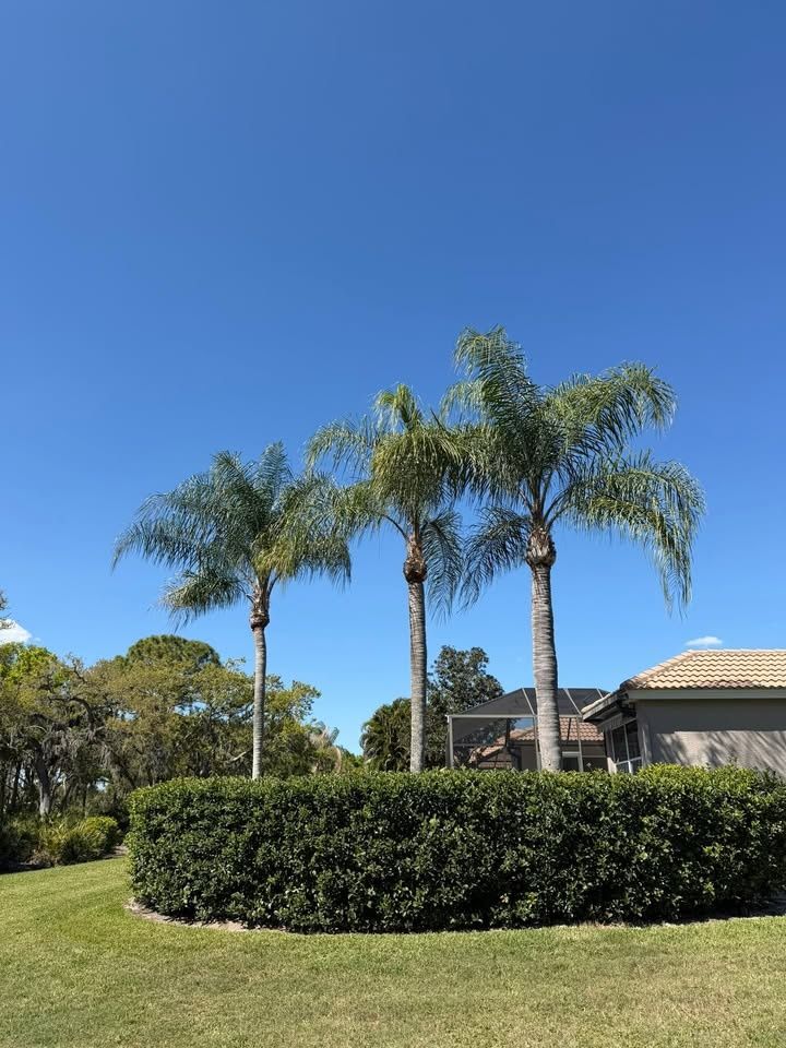  for Damian’s Tree Care in Sarasota, FL