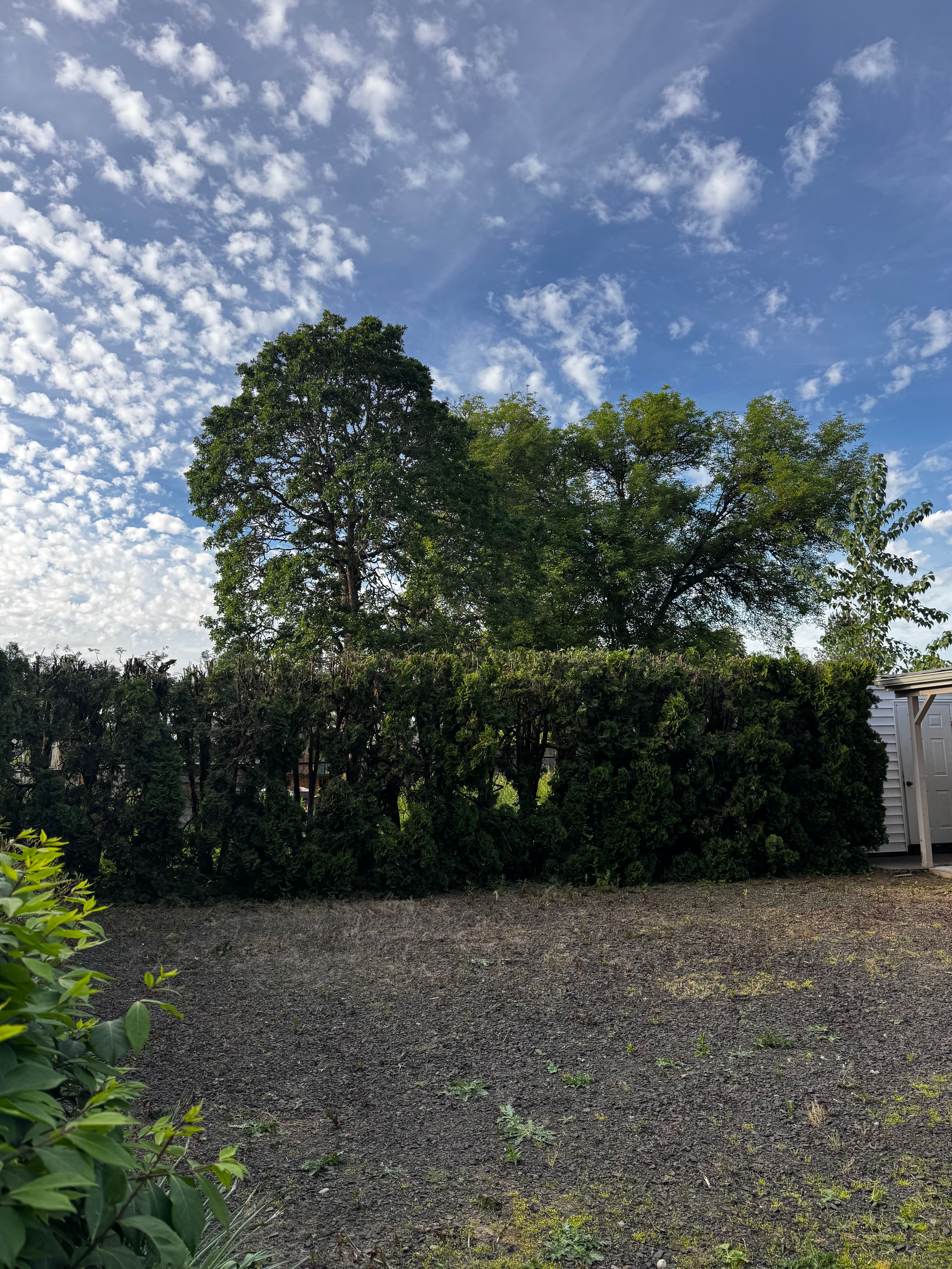  for Willamette Landscaping & Tree Services in Albany, OR
