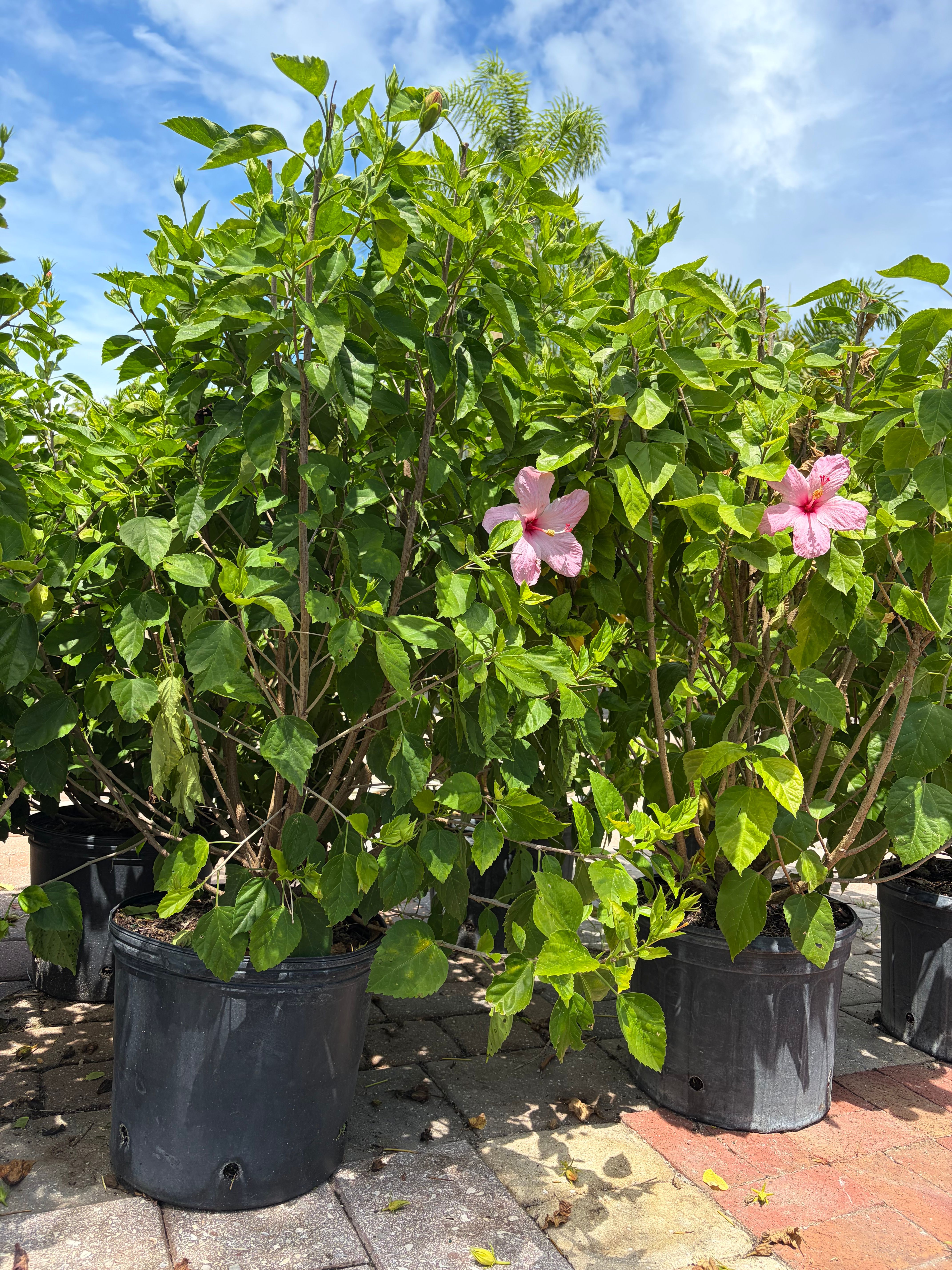  for Vanic's Landscaping in Port Orange, FL
