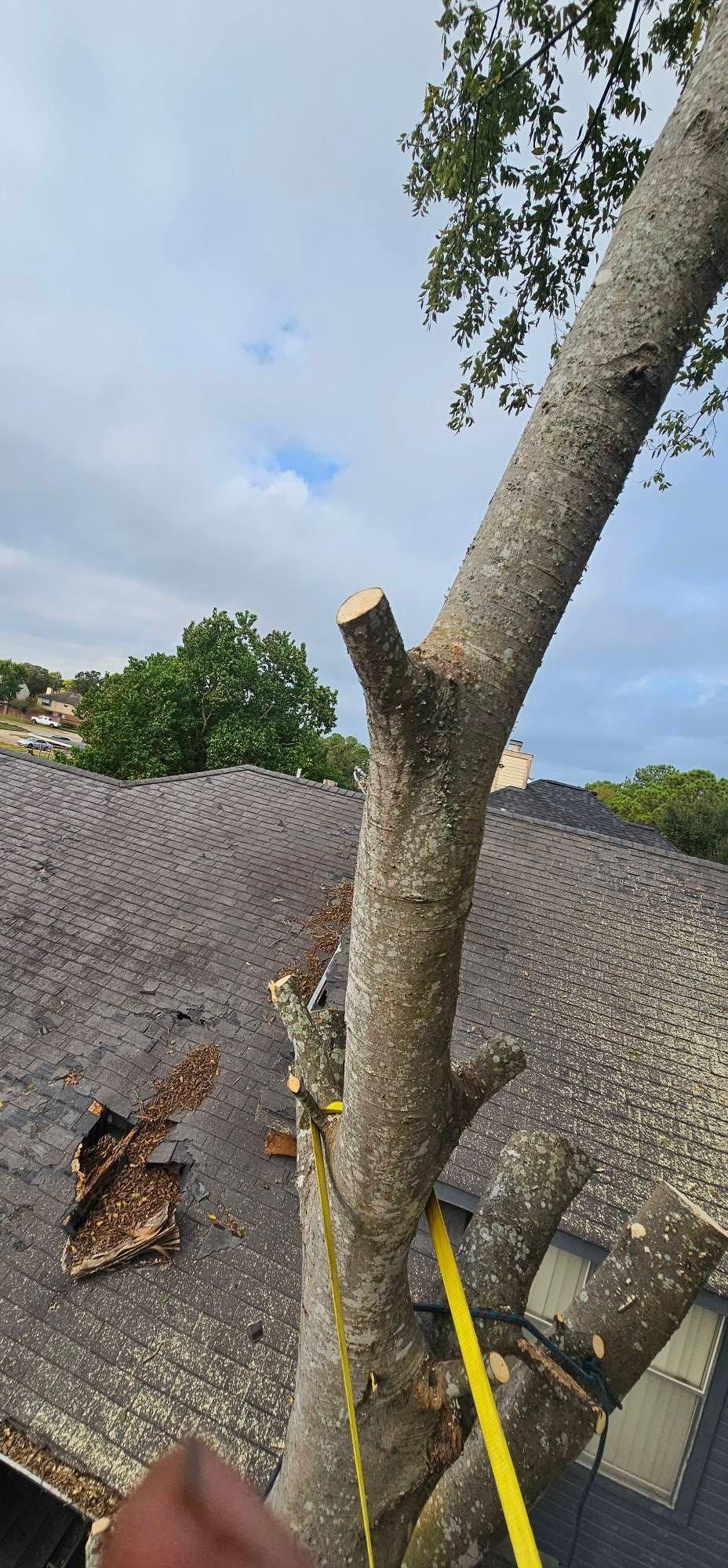  for Servin's Tree Care  in Houston, TX