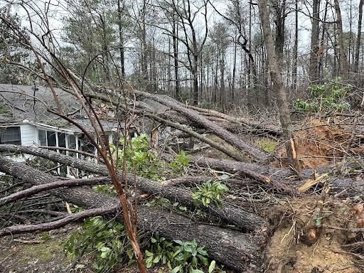  for Falcon stump grinding Tree services in Loganville, GA