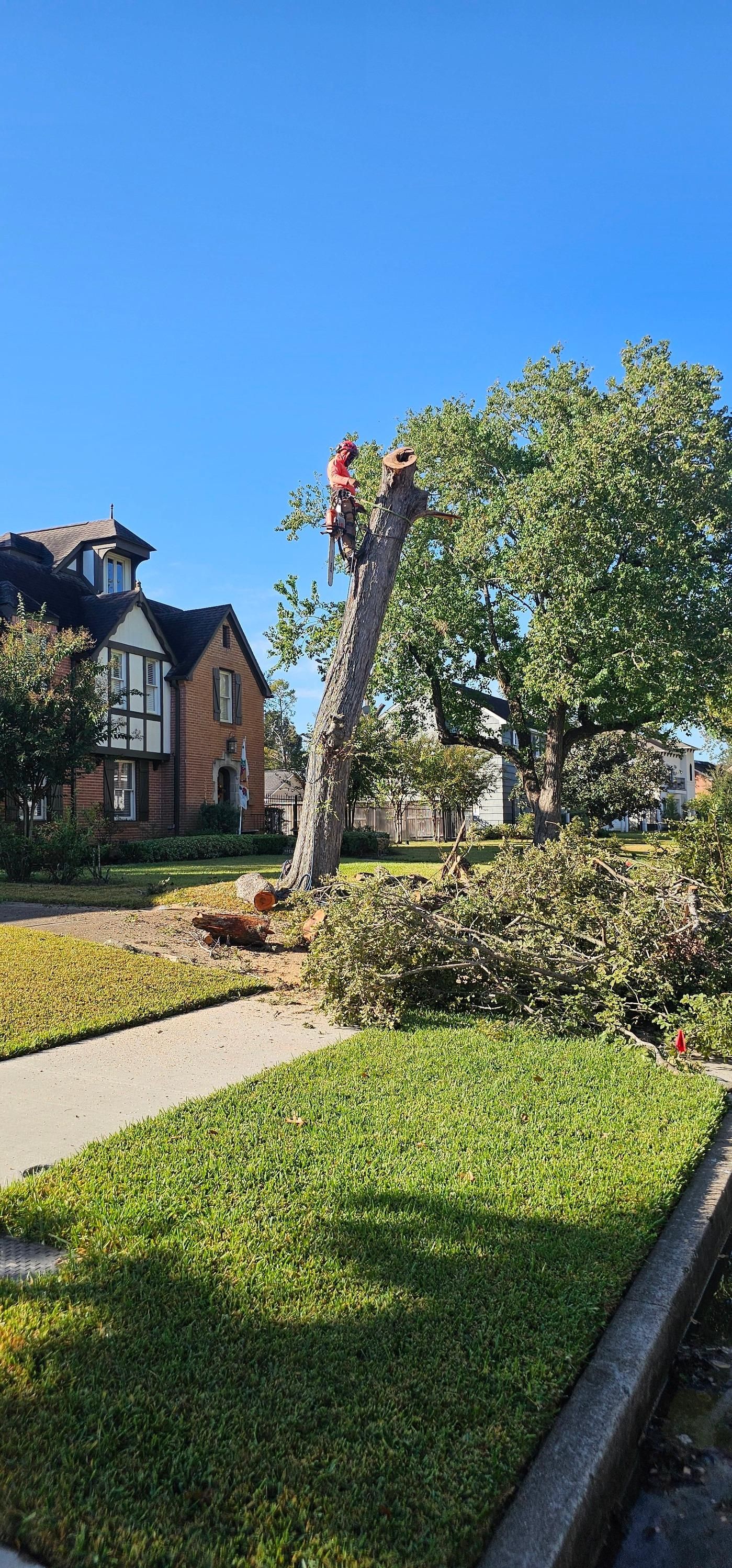  for Servin's Tree Care  in Houston, TX