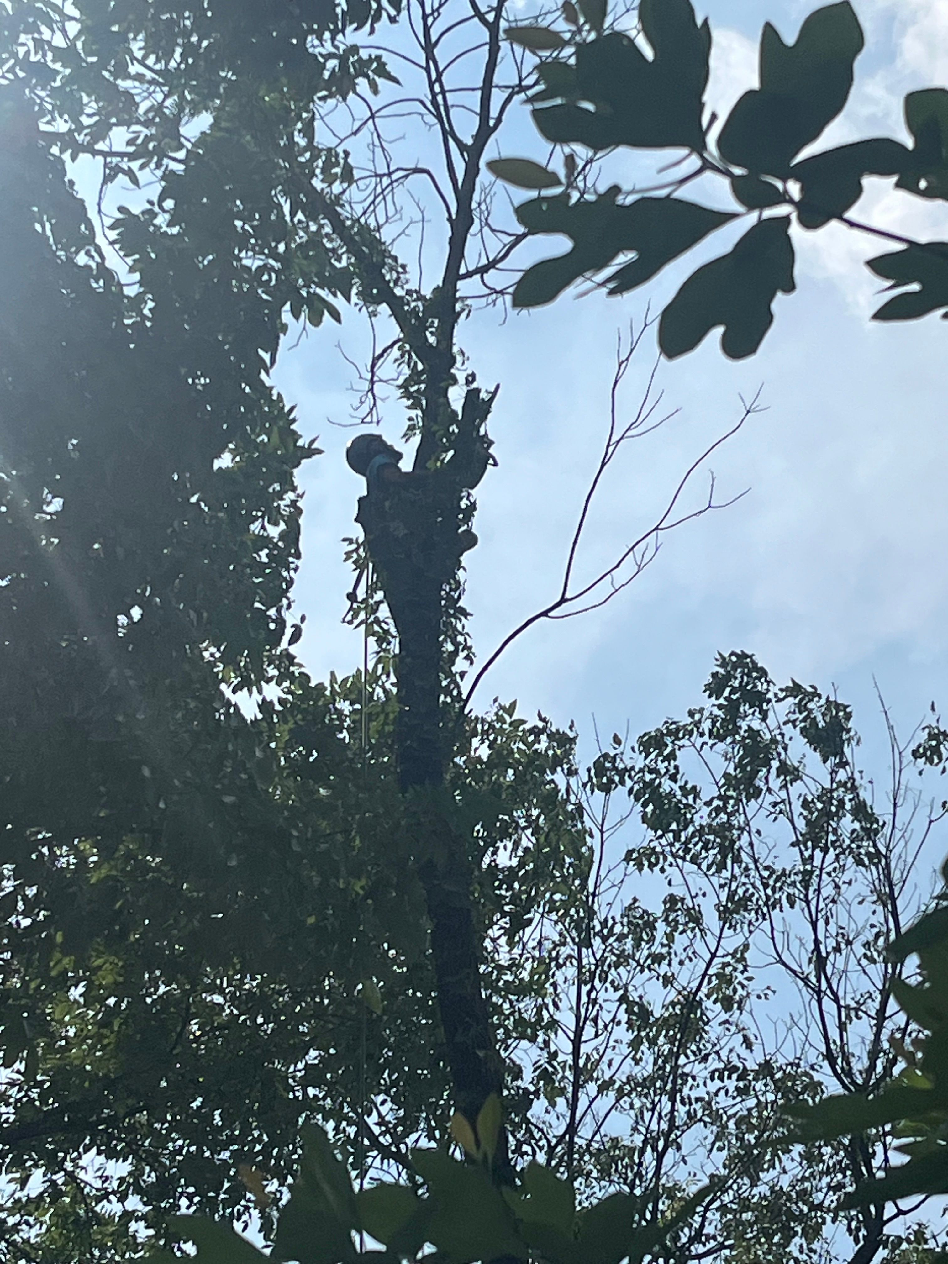  for Stinger Tree Service in Belleville, IL