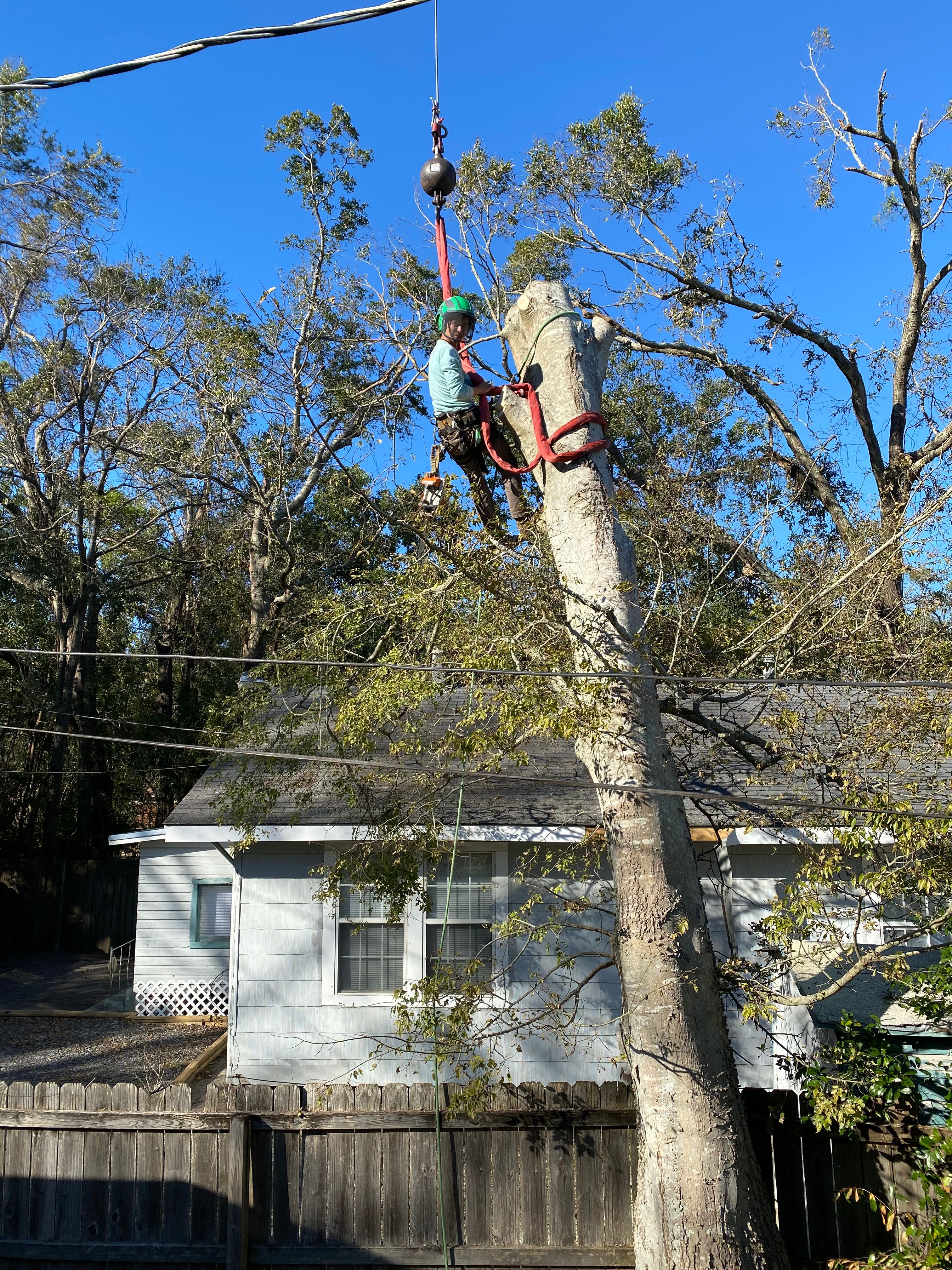  for Elite Tree & Landscape Services LLC in St. Augustine, FL