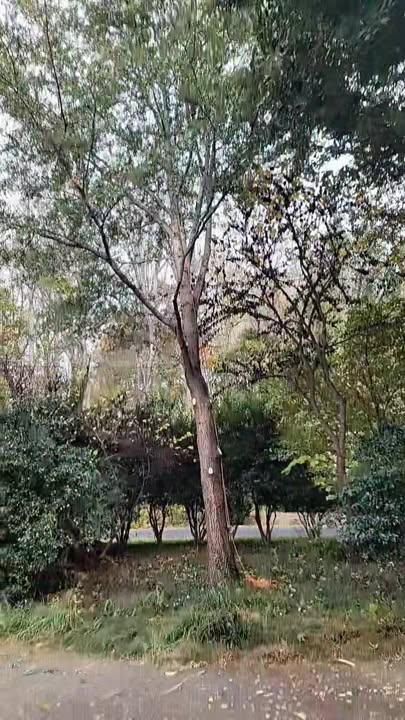  for Integrity Tree and Landscaping in Lynchburg, VA