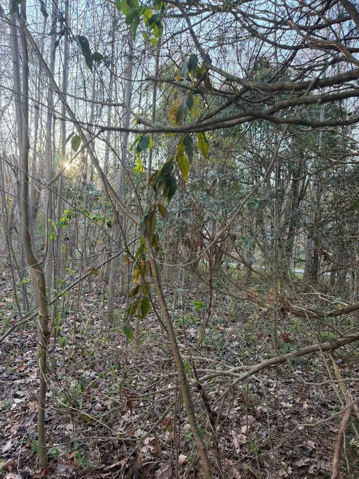  for Ramirez Tree Care in Elkin, NC