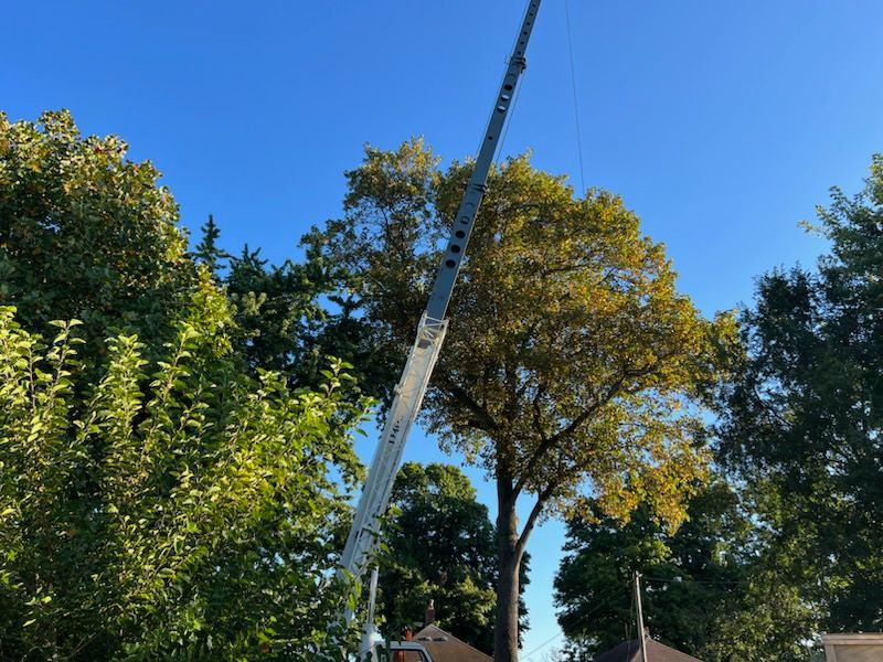  for Advanced Tree Solutions in Rockville, IN