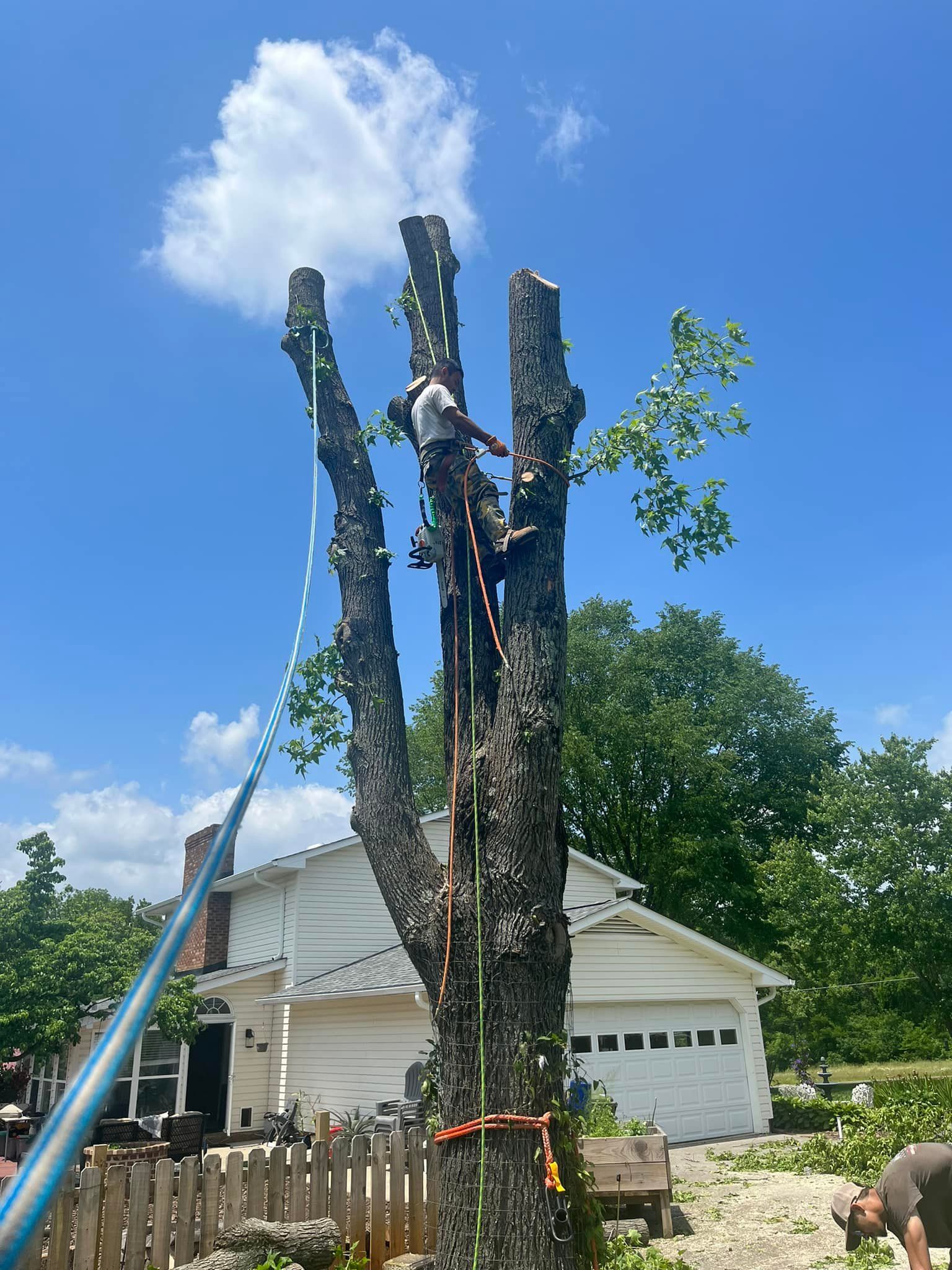  for DW’s Tree Service in Winston-Salem, NC