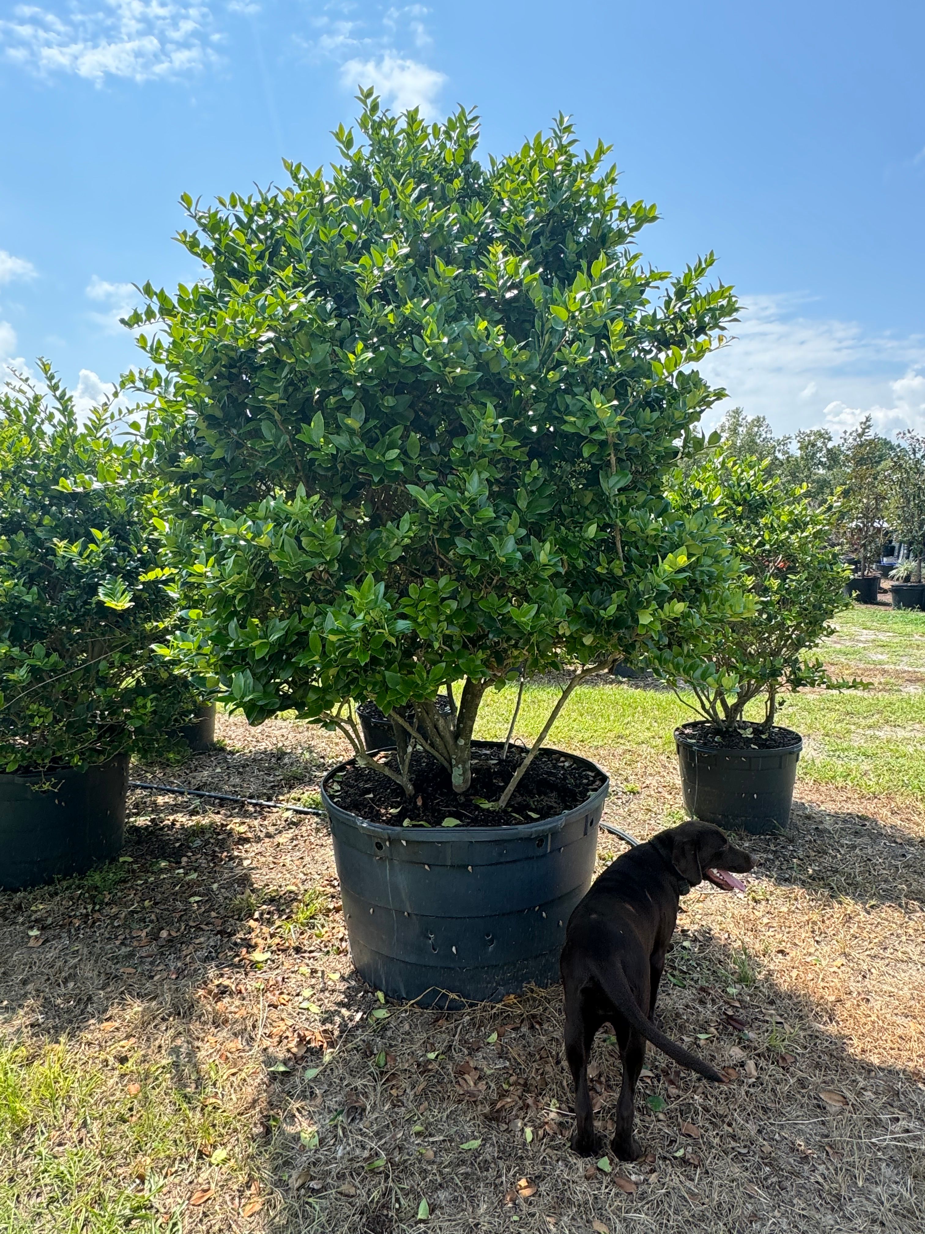  for Southern Roots Tree Farm in Crystal River, FL