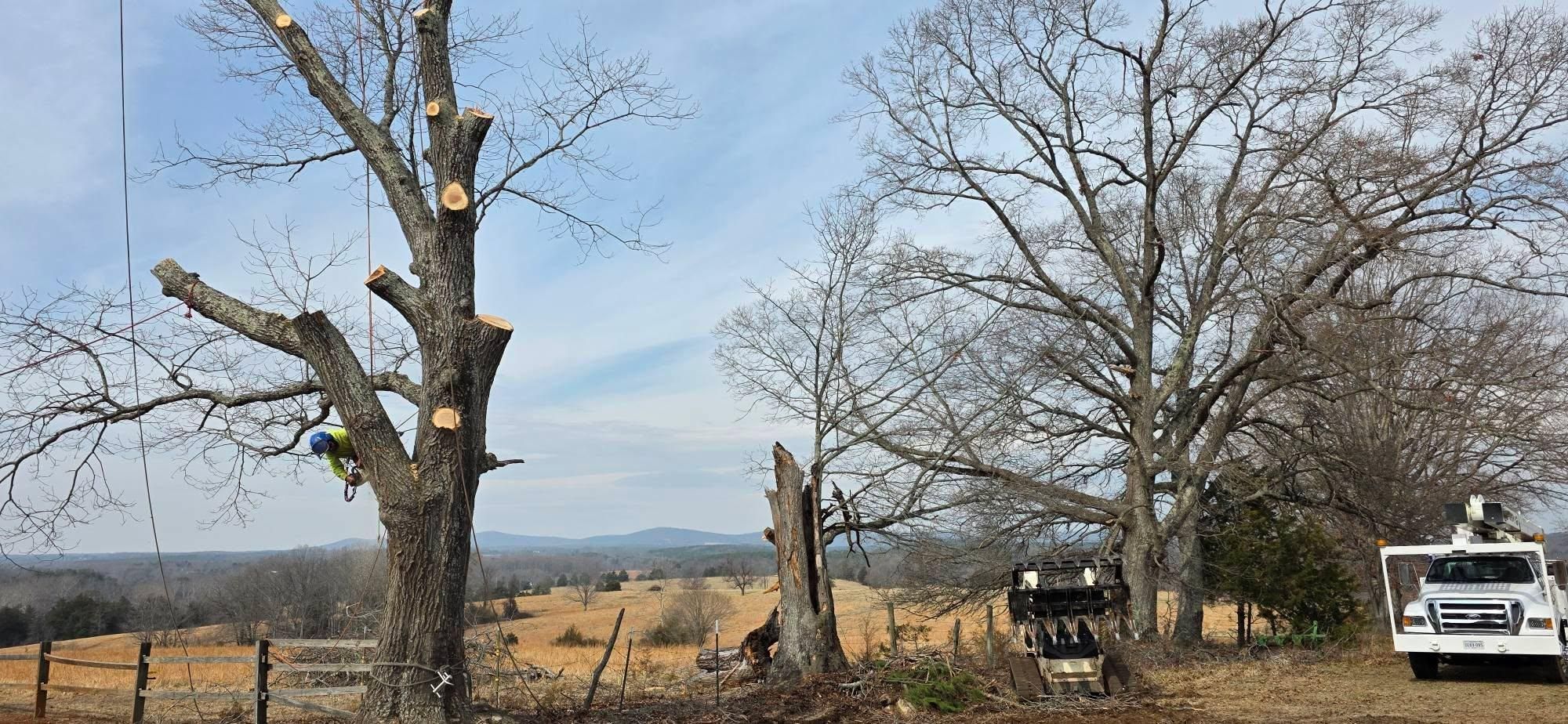  for Hamlett Tree Service LLC in Clover, VA