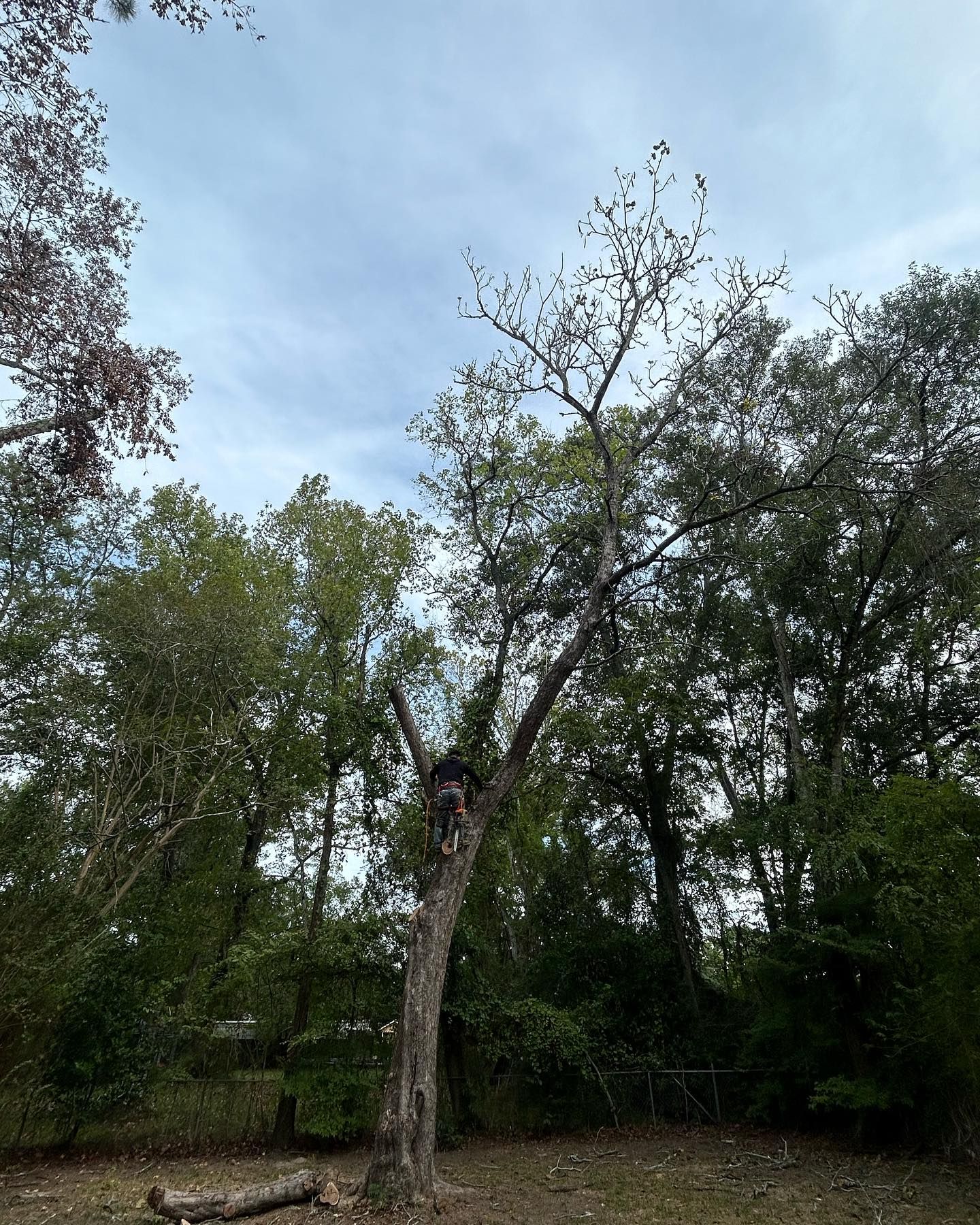  for C&B Ramos Tree Service in Houston, TX