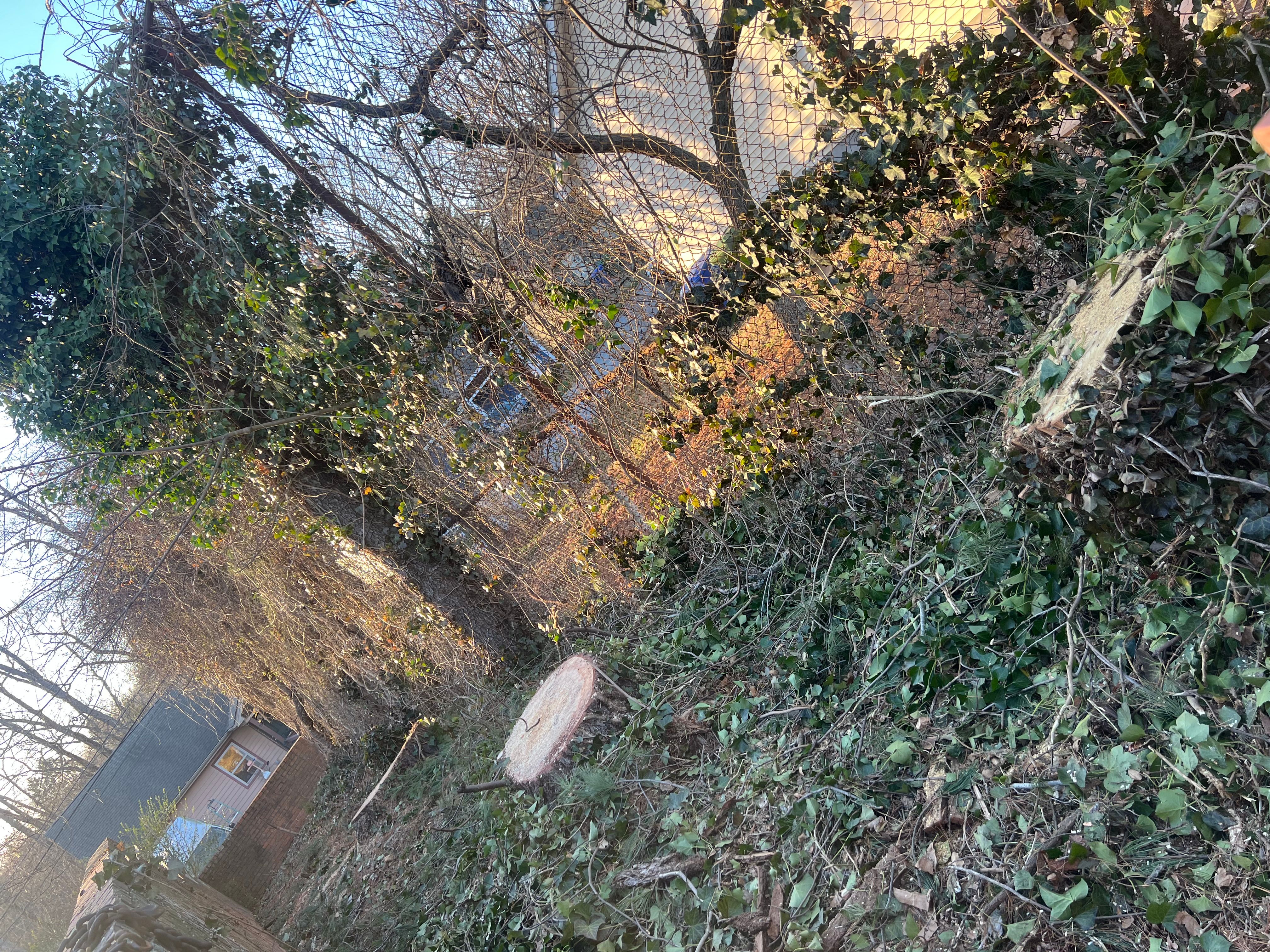  for Ground To Sky Tree Care in Asheville, North Carolina