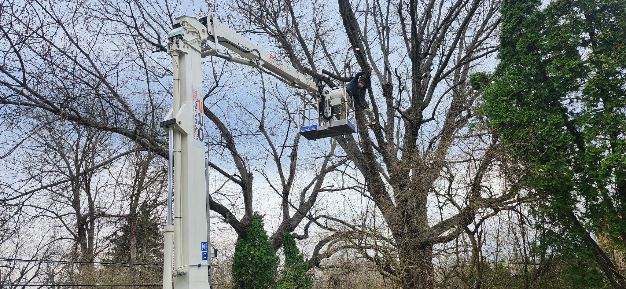All Photos for Pro Tree Trim & Removal, Llc in Dayton, OH