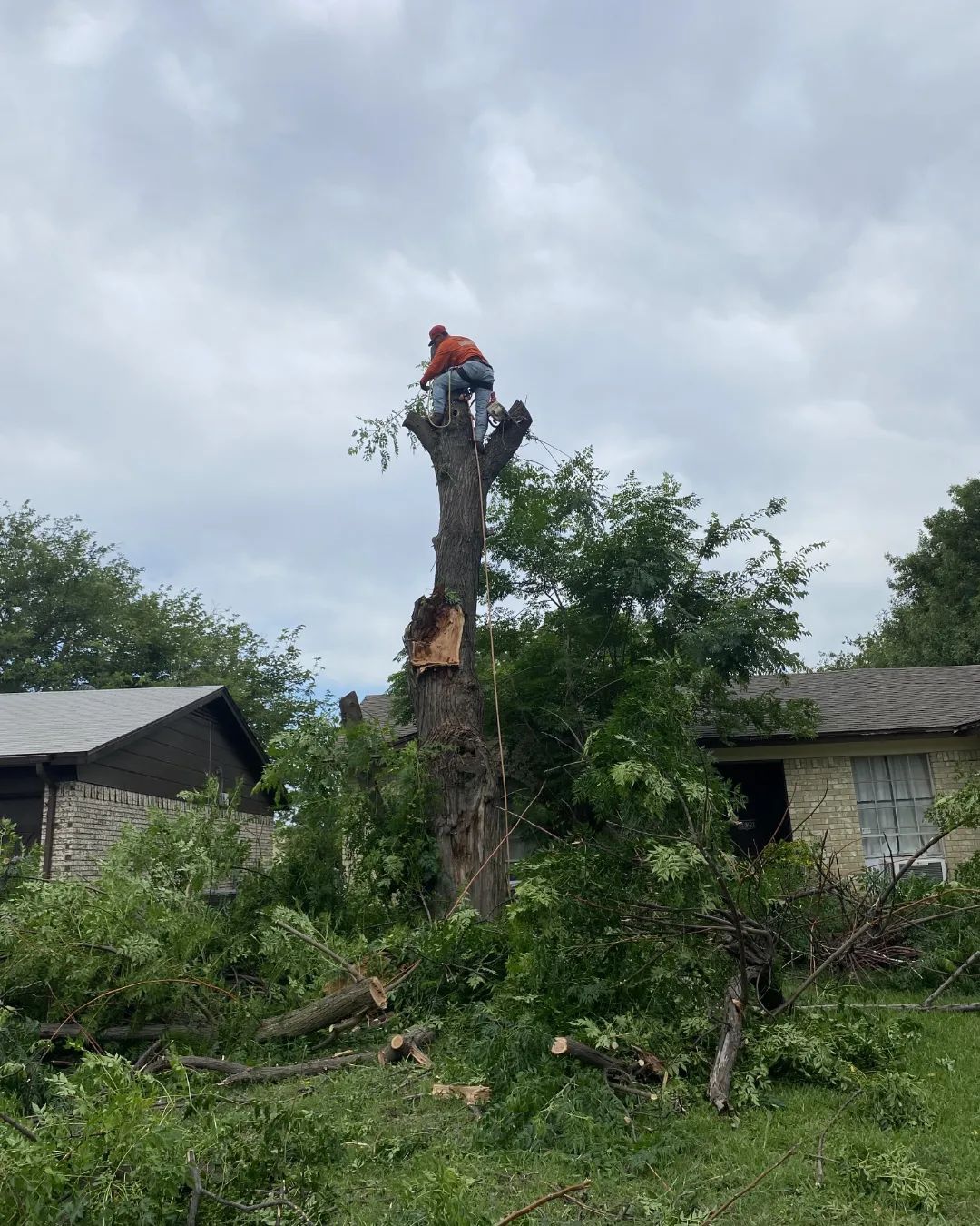  for Muniz Tree Service in North Richland Hills, TX